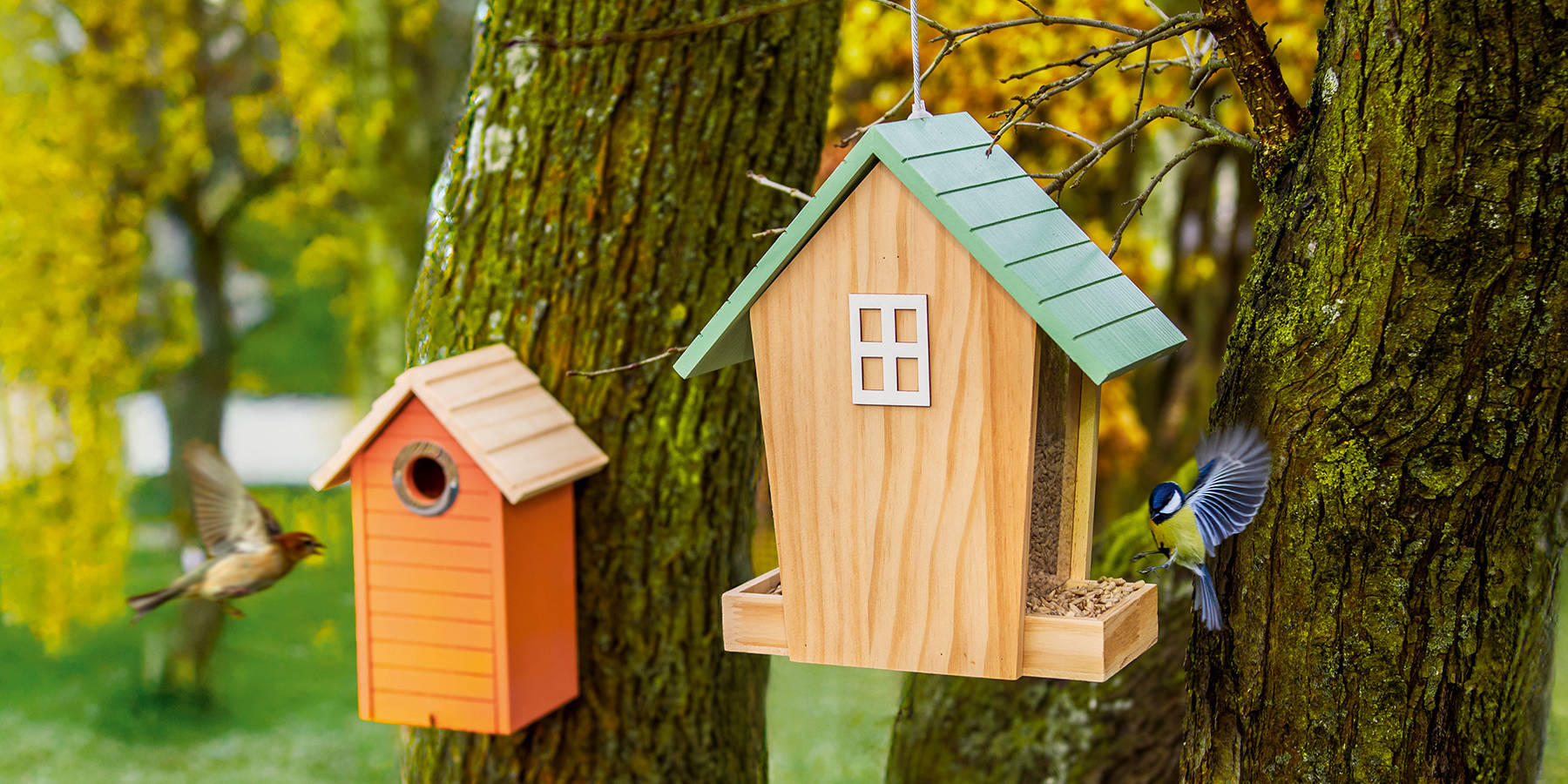 Ptičji hišic na drevesu, na eni je sinička