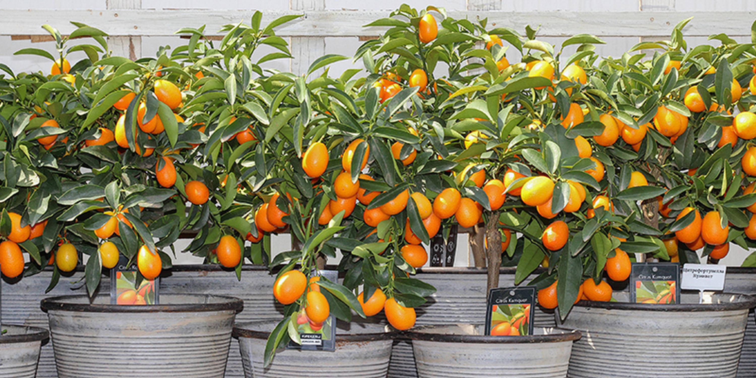 Mehrere Orangenpflanzen wachsen in Kübeln vor einem alten weißen Holzgeländer. Es hängen viele Orangen daran.