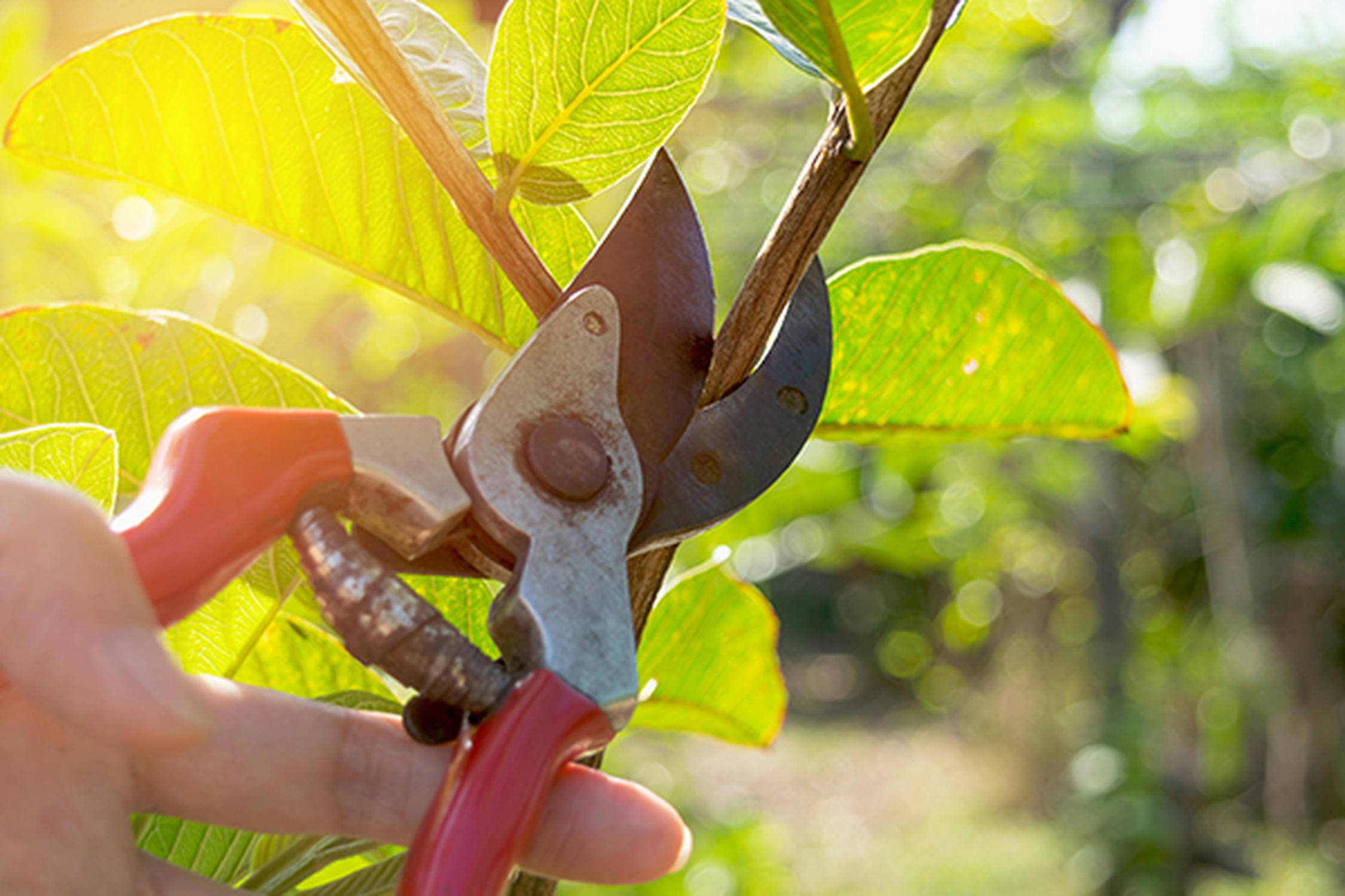Hand zwickt mit einer Gartenschere mit rotem Griff einen Zweig mit grünen Blättern ab