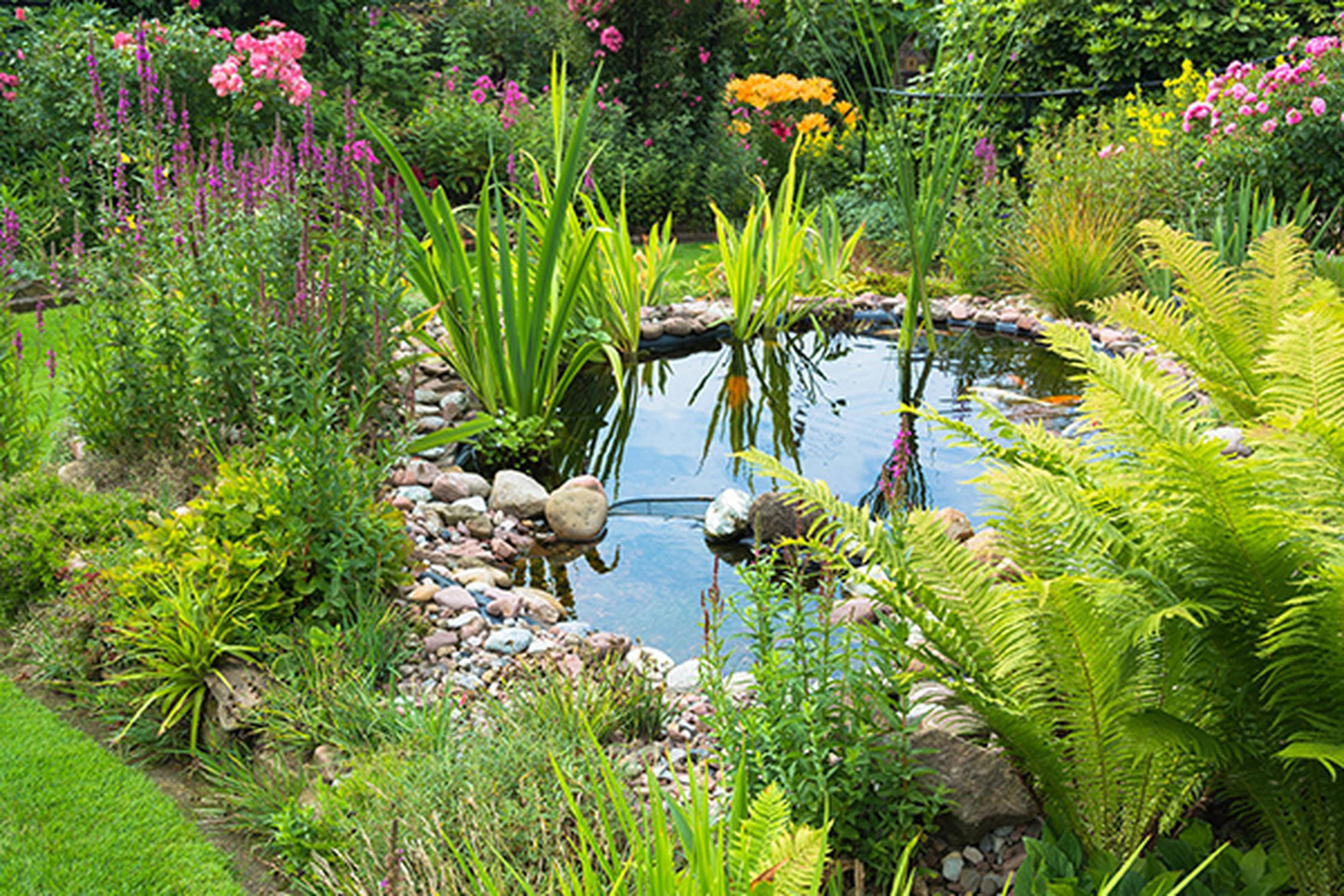 Gartenbiotop von Gräsern  und Blumen umgeben