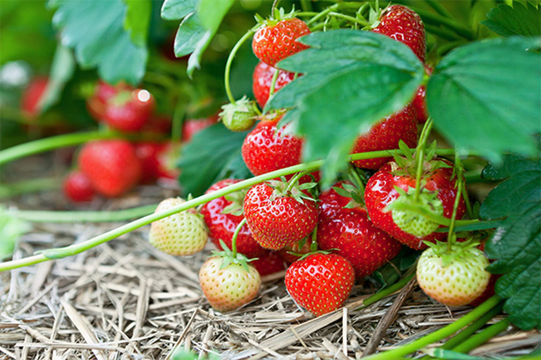 Erdbeeren in einem Erdbeerfeld