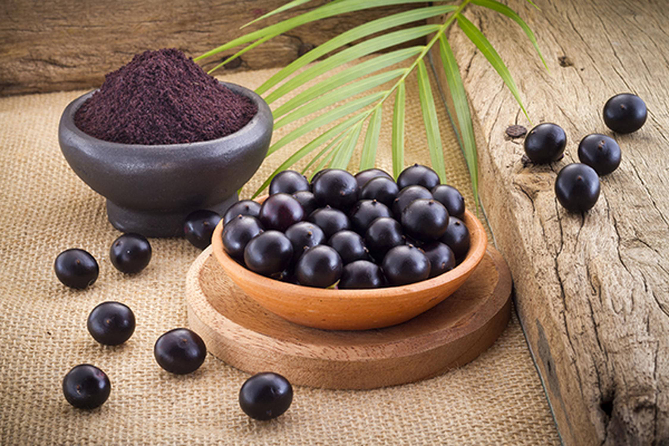 Acai-Beeren lieben in einer Schüssel und daneben, in einer weiteren Schüssel Acai-Beeren als Pulver in einer Schüssel