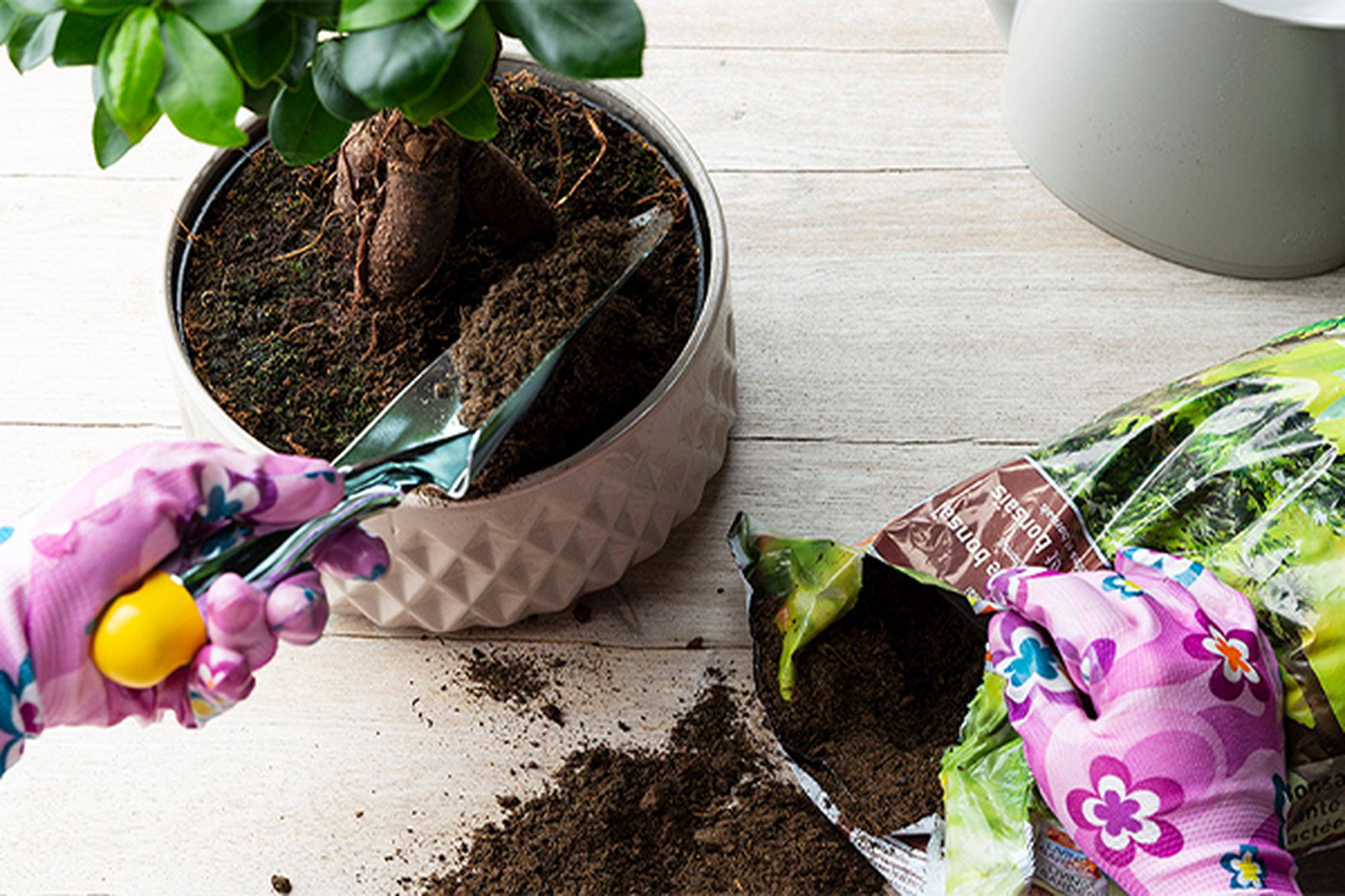 Bonsai wird umgetopft