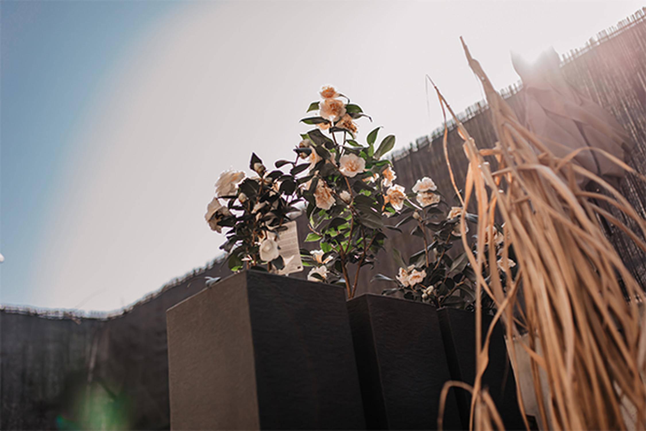 Auf dem Bild sind blühende Blumen zu sehen.