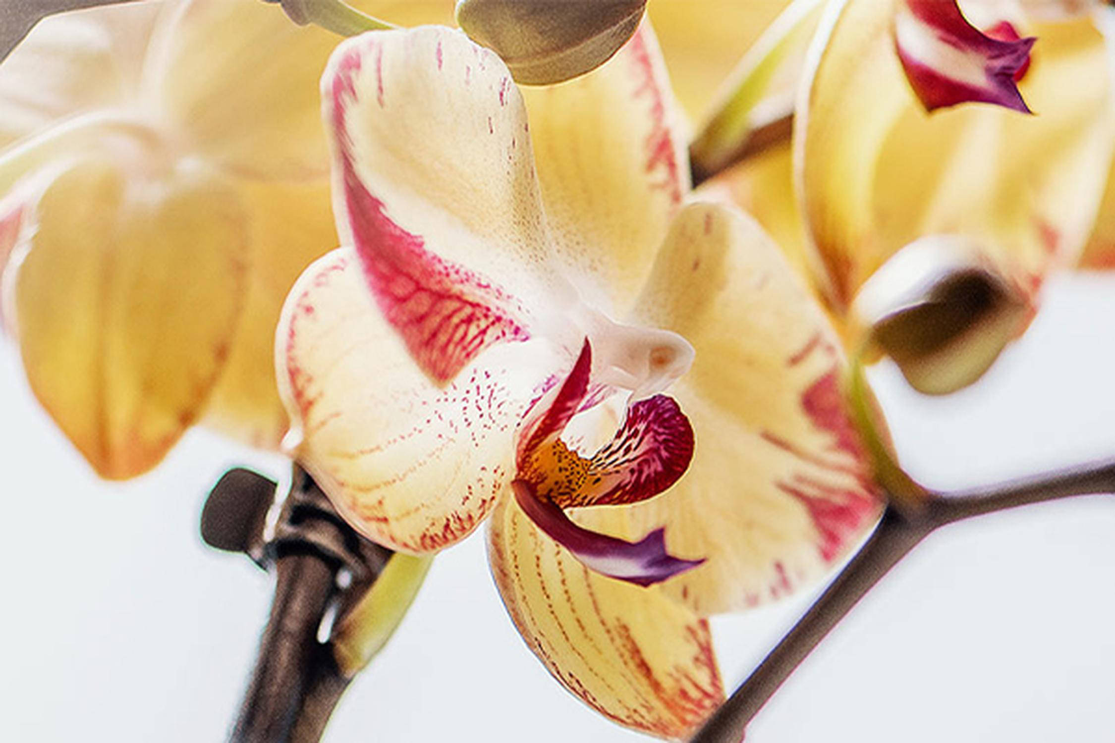 Orchidee
