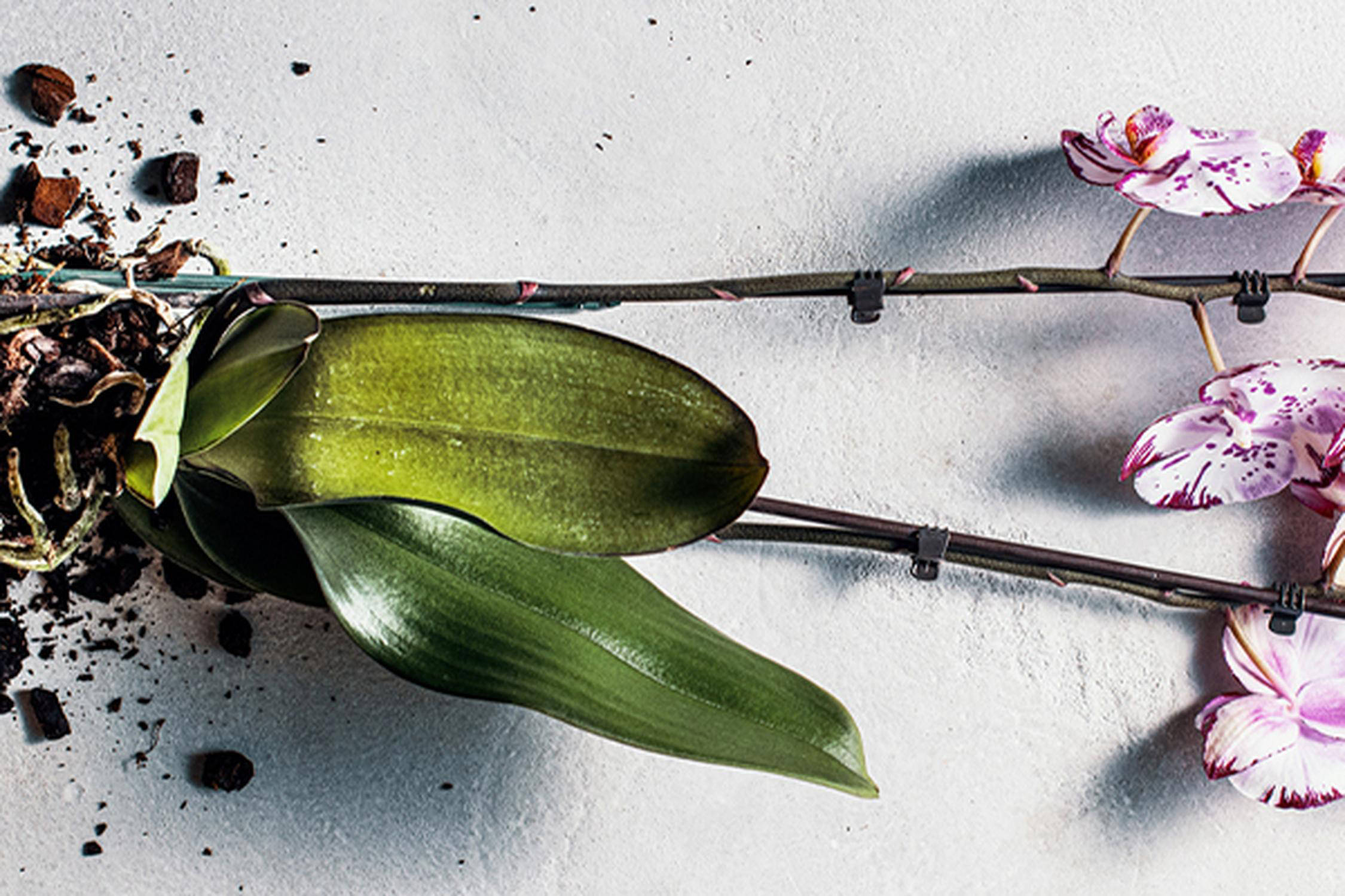 Orchidee schneiden und umtopfen