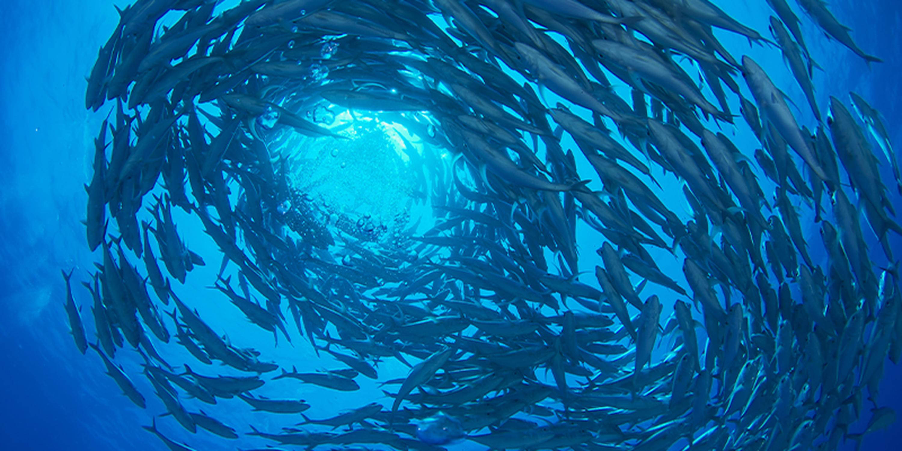 Fischschwarm