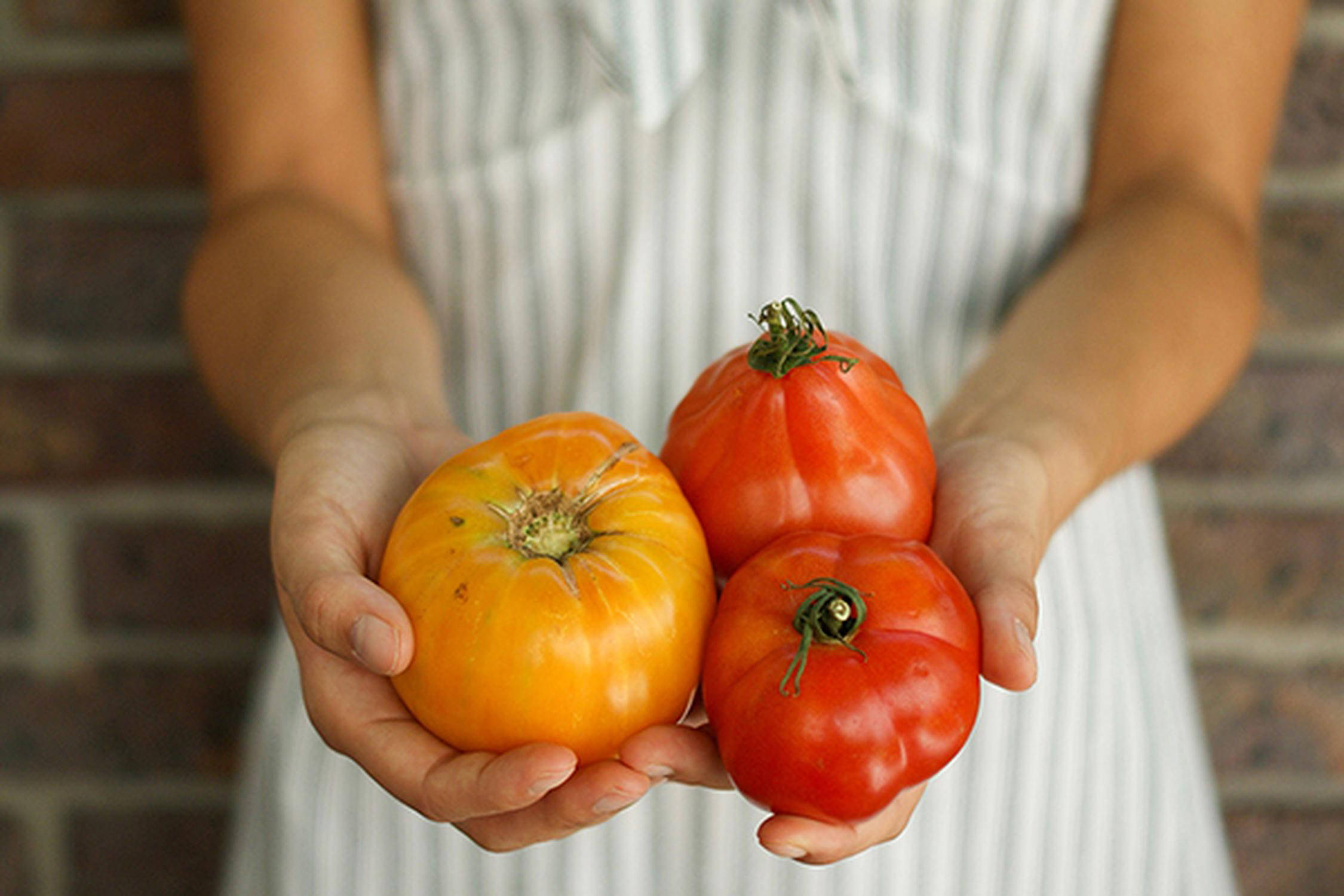 Zwei Hände halten eine große orange Tomate und zwei rote kleiner Tomaten