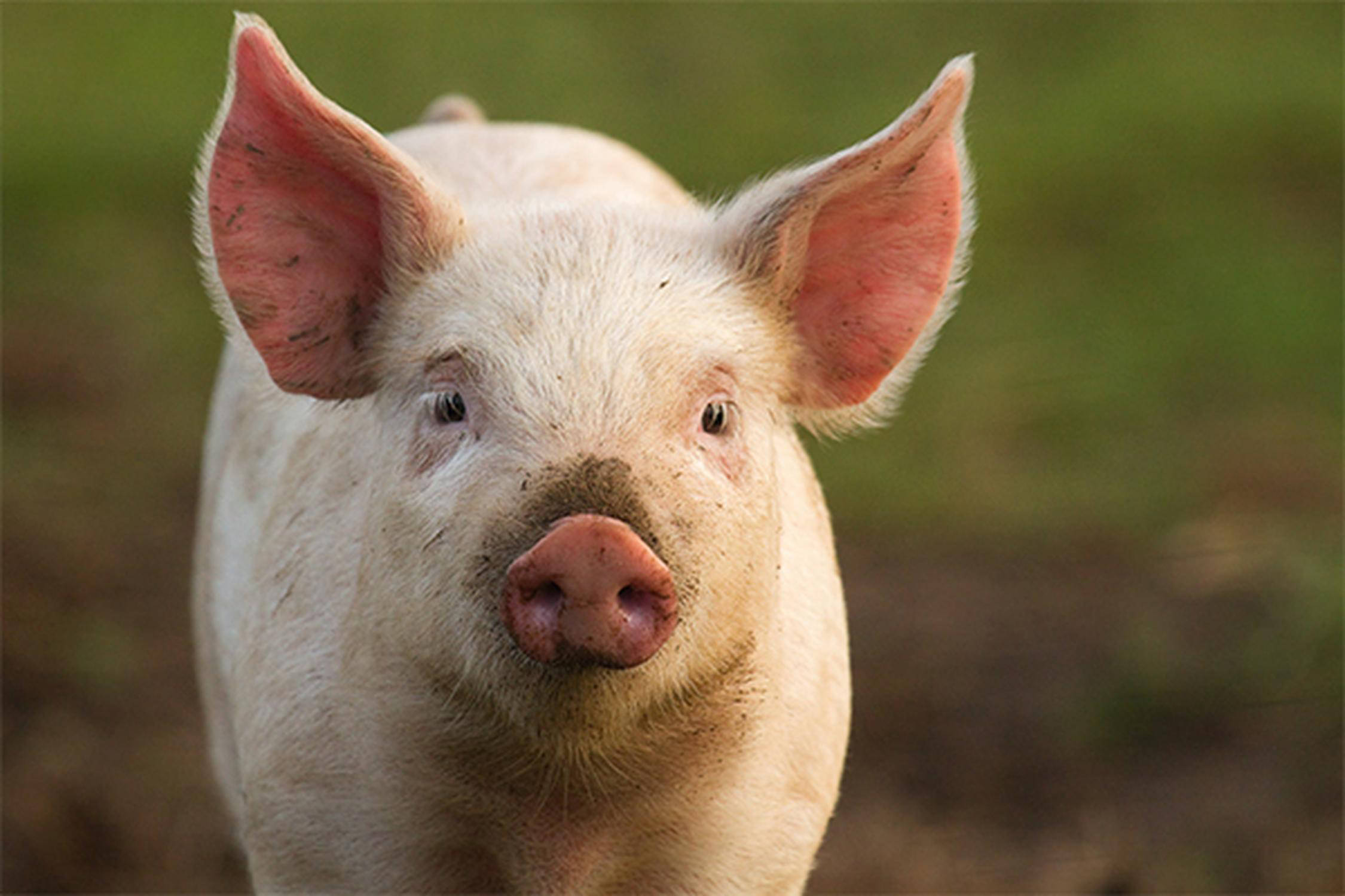 Schweine