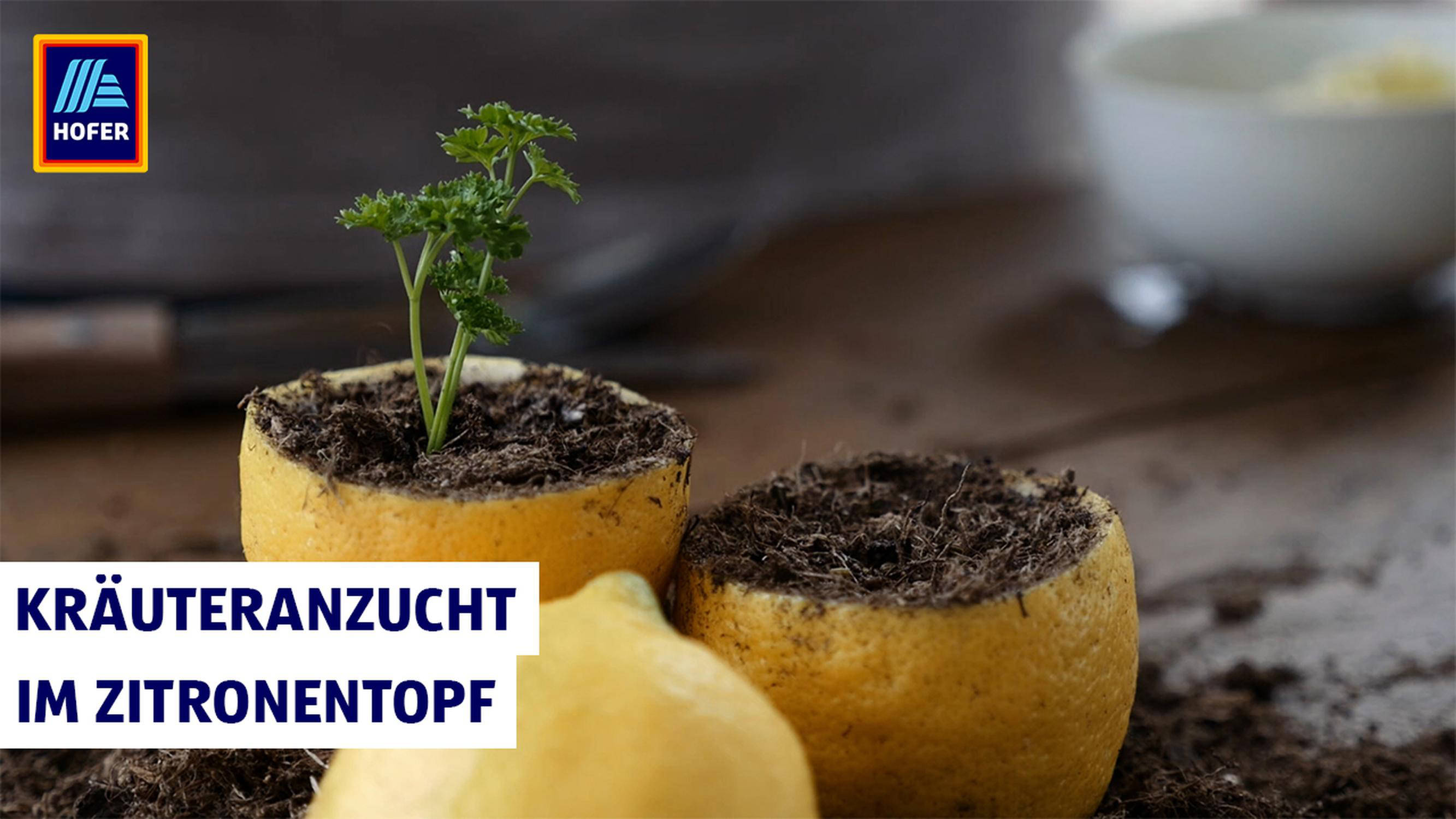 Kräuteranzucht im Zitronentopf
