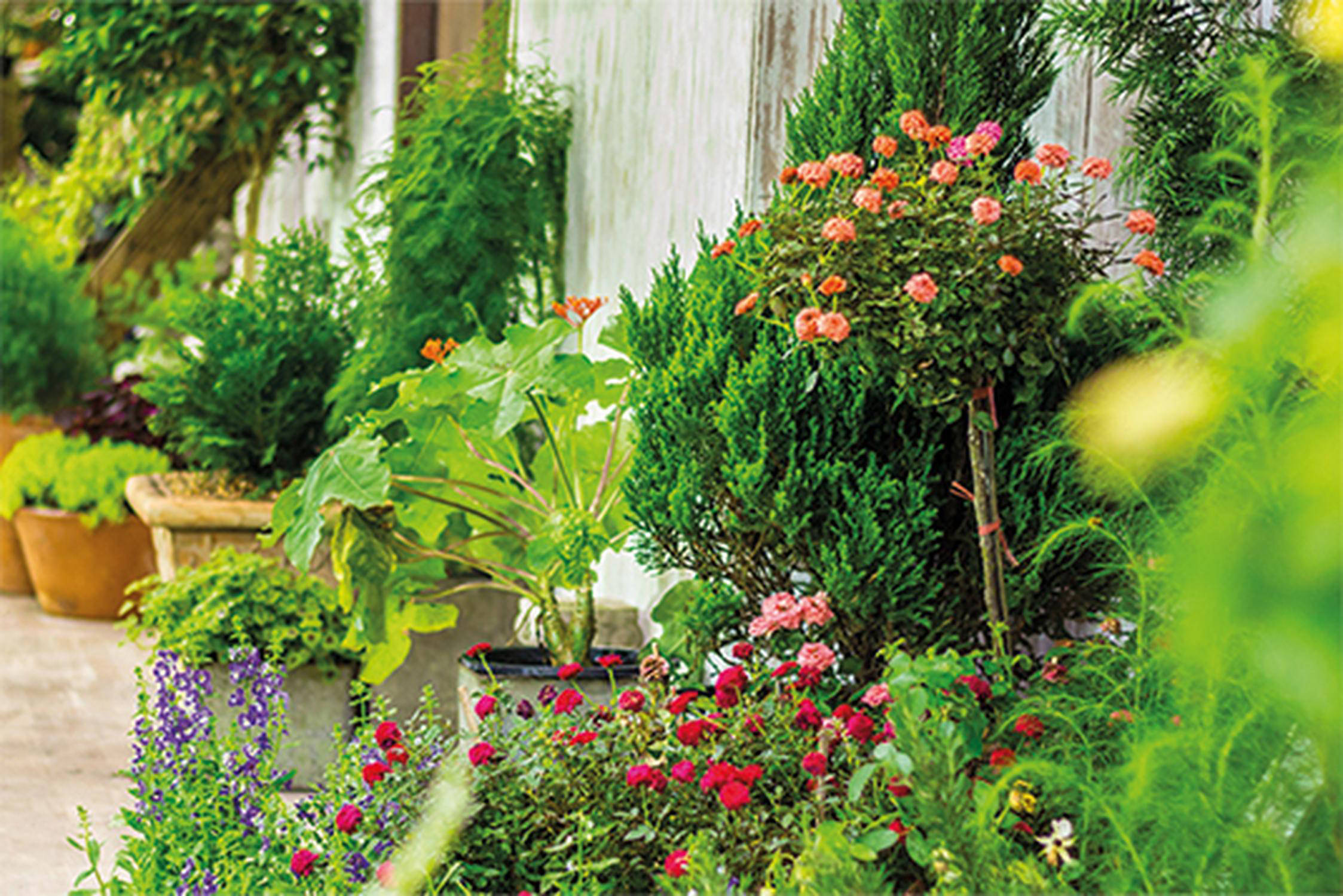 Bunte Gartenpflanzen vor einem Haus