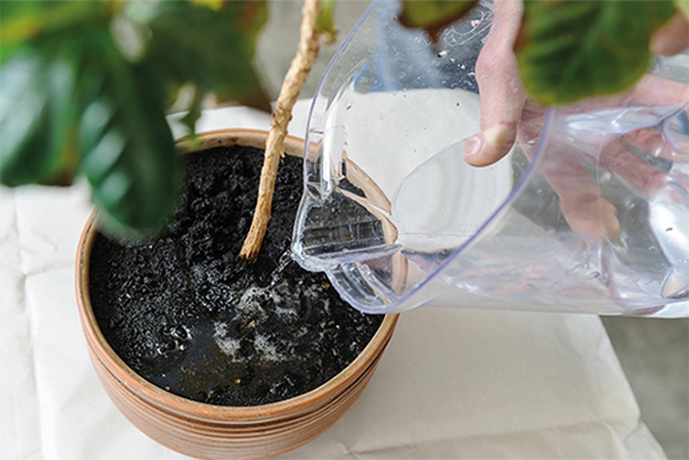 Ein Blumenstock wird mit einer Wasserkanne gegossen