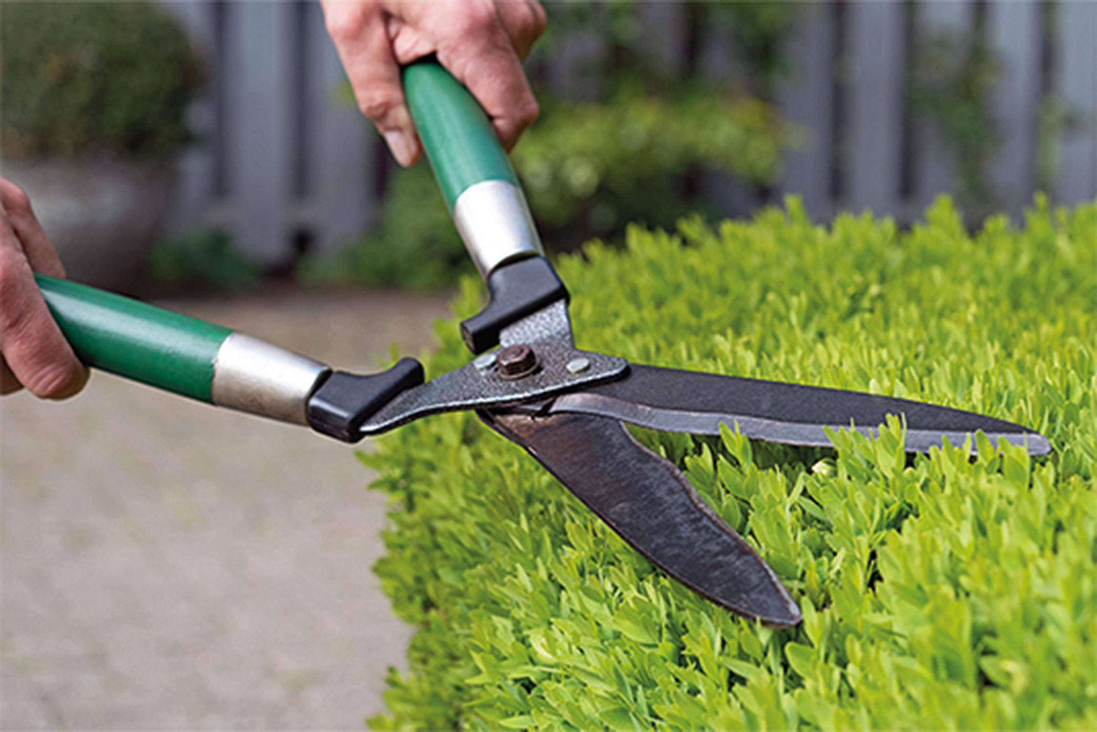 Heckenschere schneidet eine grüne Hecke