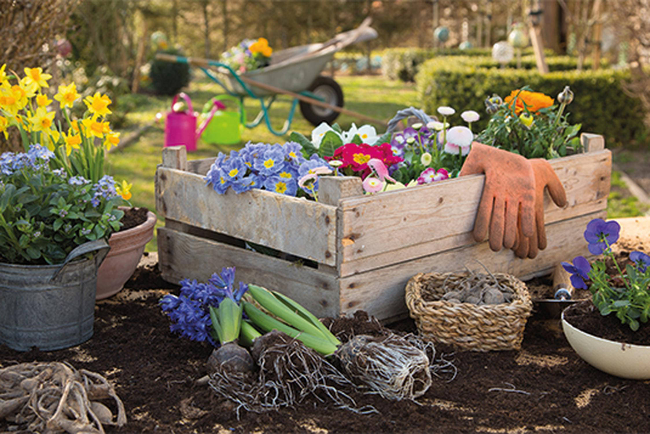 Bunte Frühlingsblüher in einer Holzkiste und Töpfen stehen im Garten