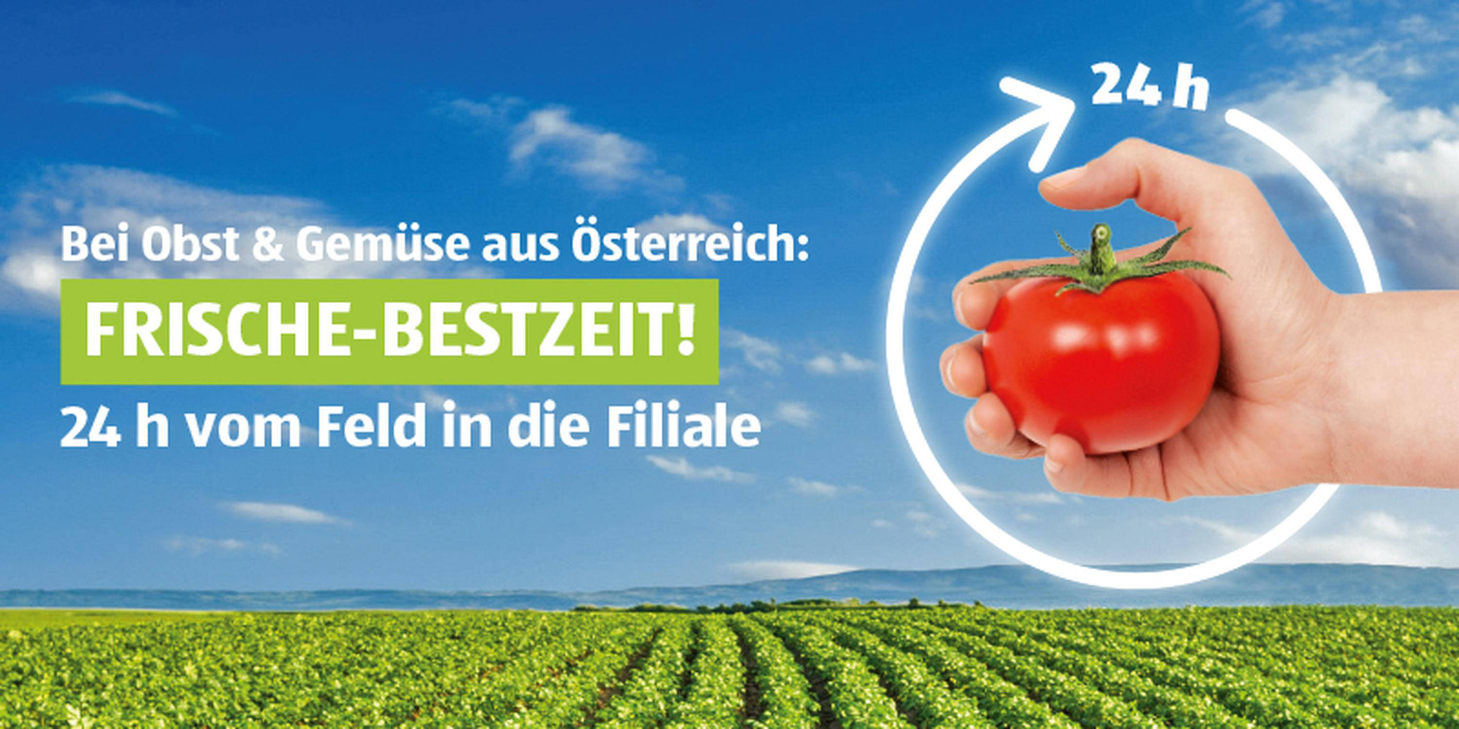 Hand hält Tomate