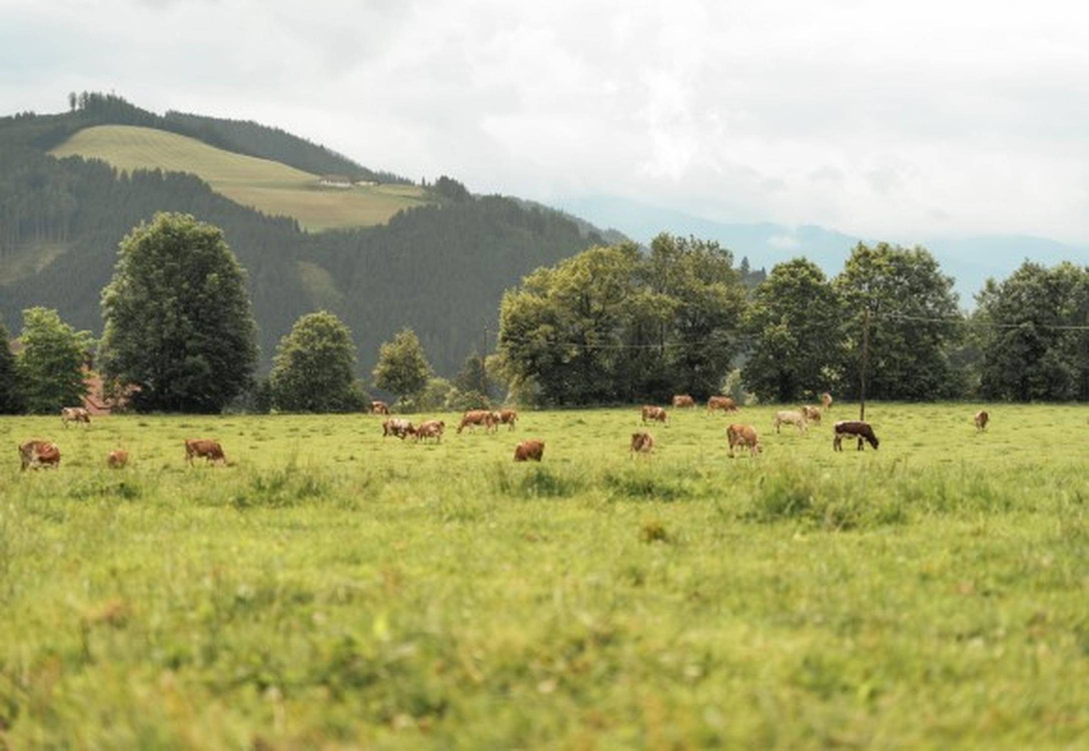 Weidehaltung