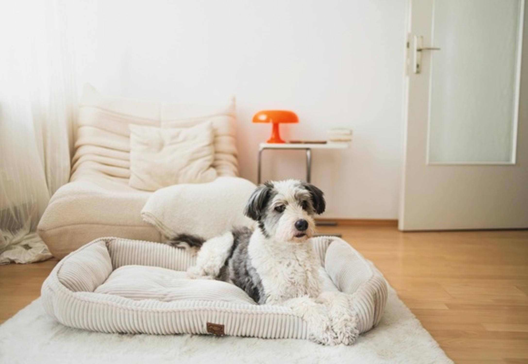 Hundebett