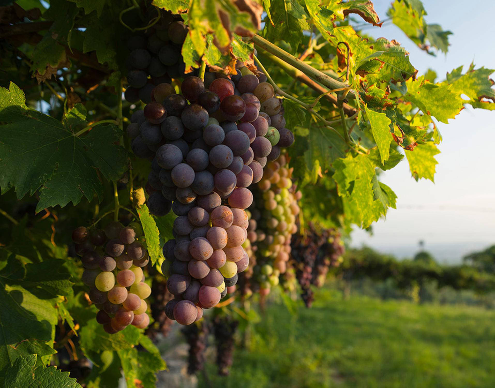 Le migliori annate dell'Amarone della Valpolicella