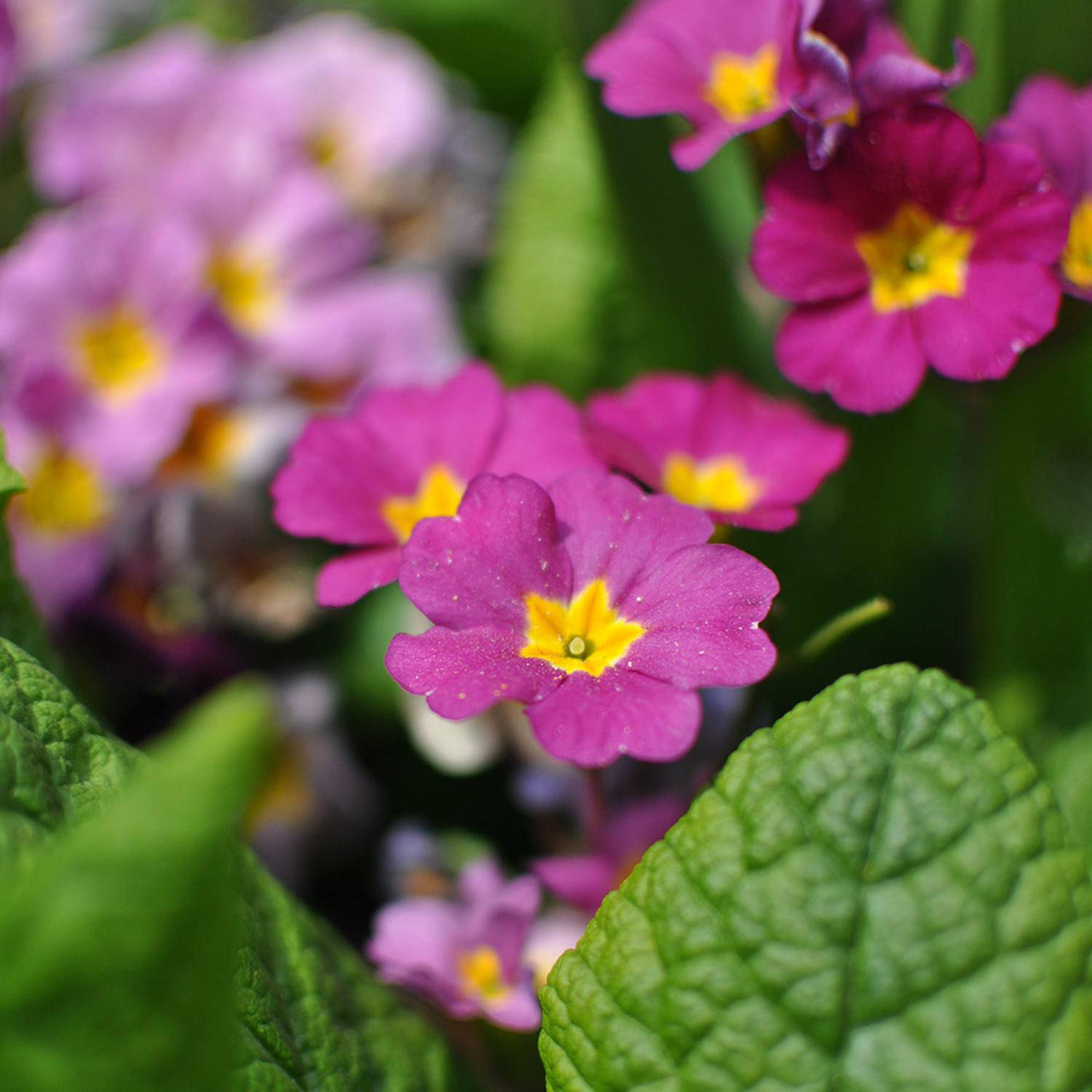 Primula