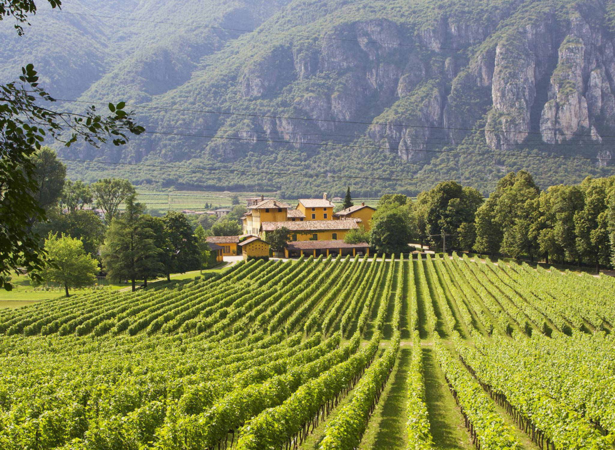 Origini vino traminer