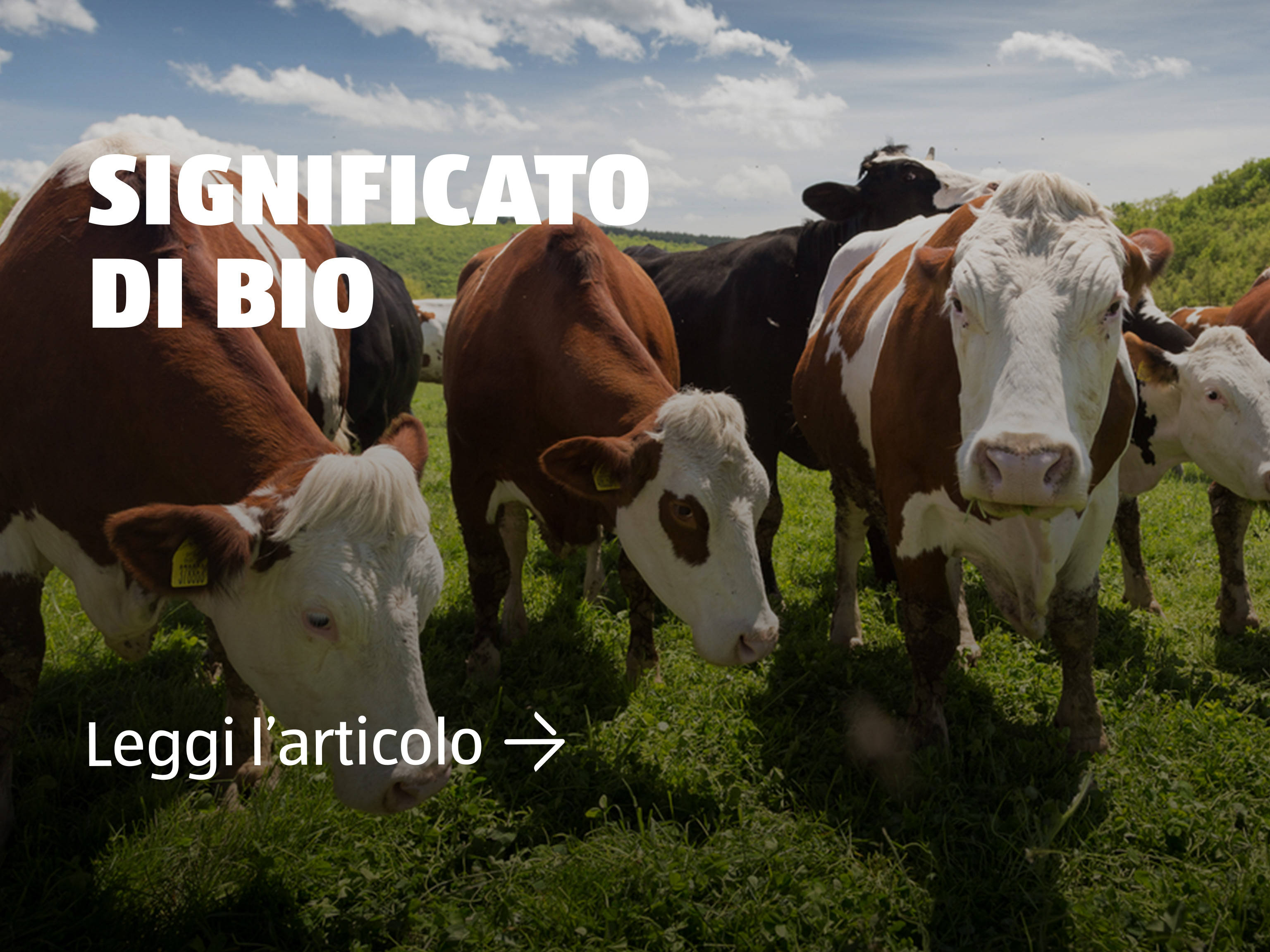 Significato di BIO