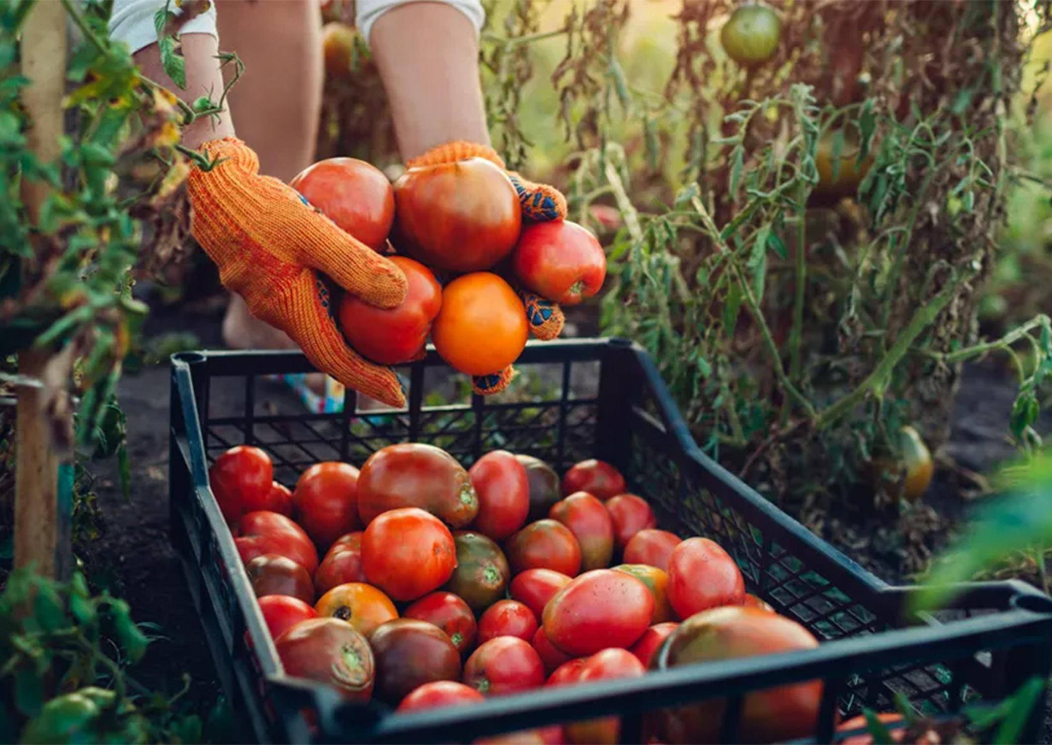 Food Waste