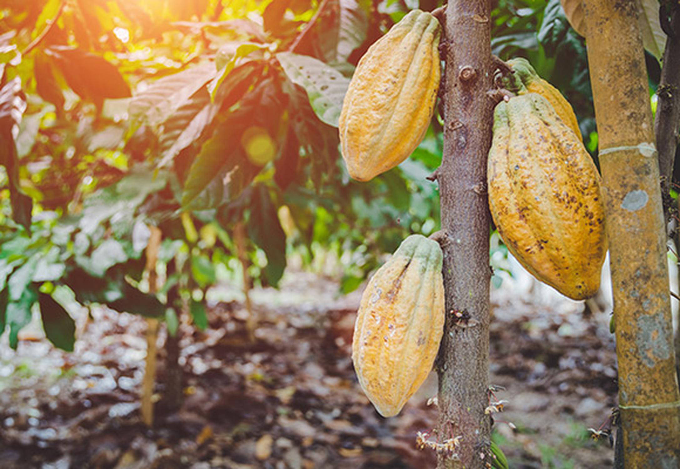 Linee guida per l’acquisto di cacao