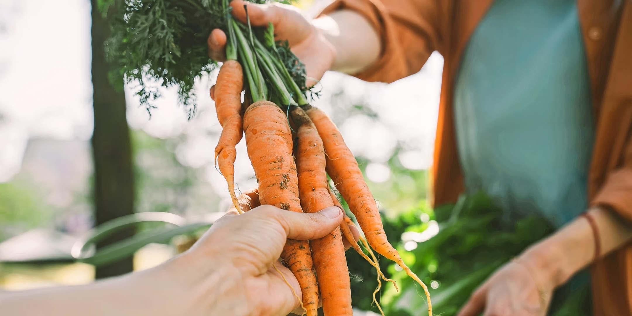 Frische Möhren mit Grün.