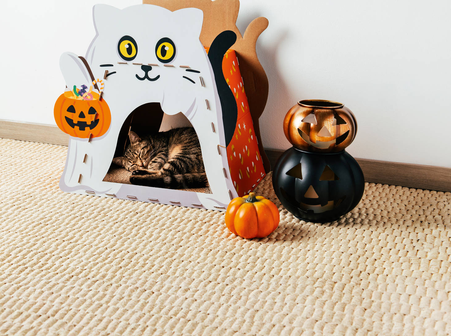 Halloween Freude zum HOFER Preis