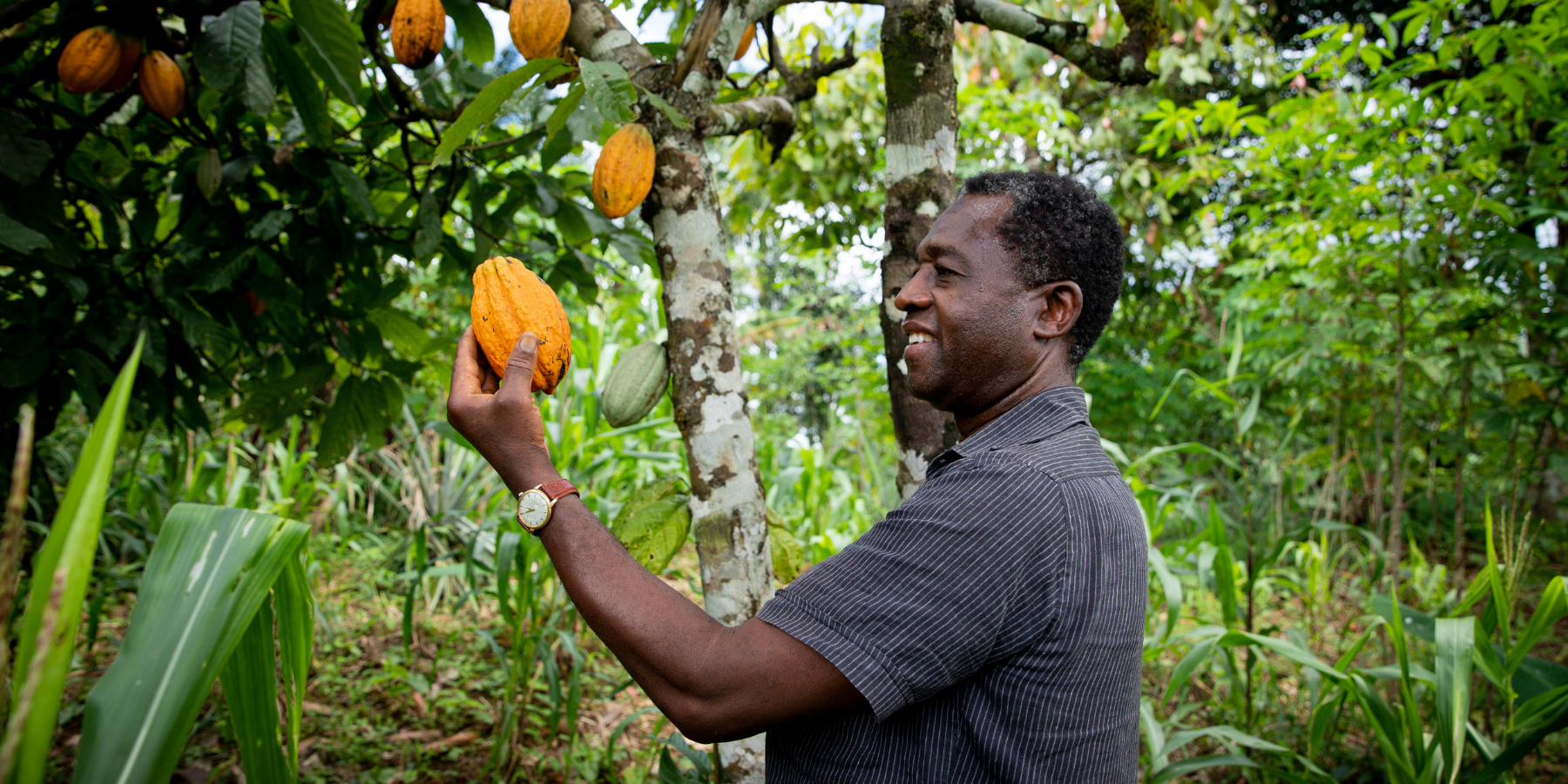 Obiranje kakava