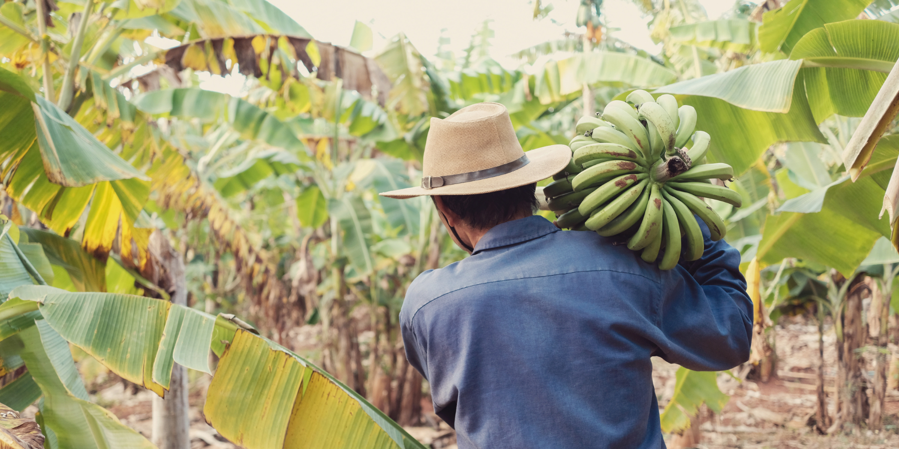 Nasad banan