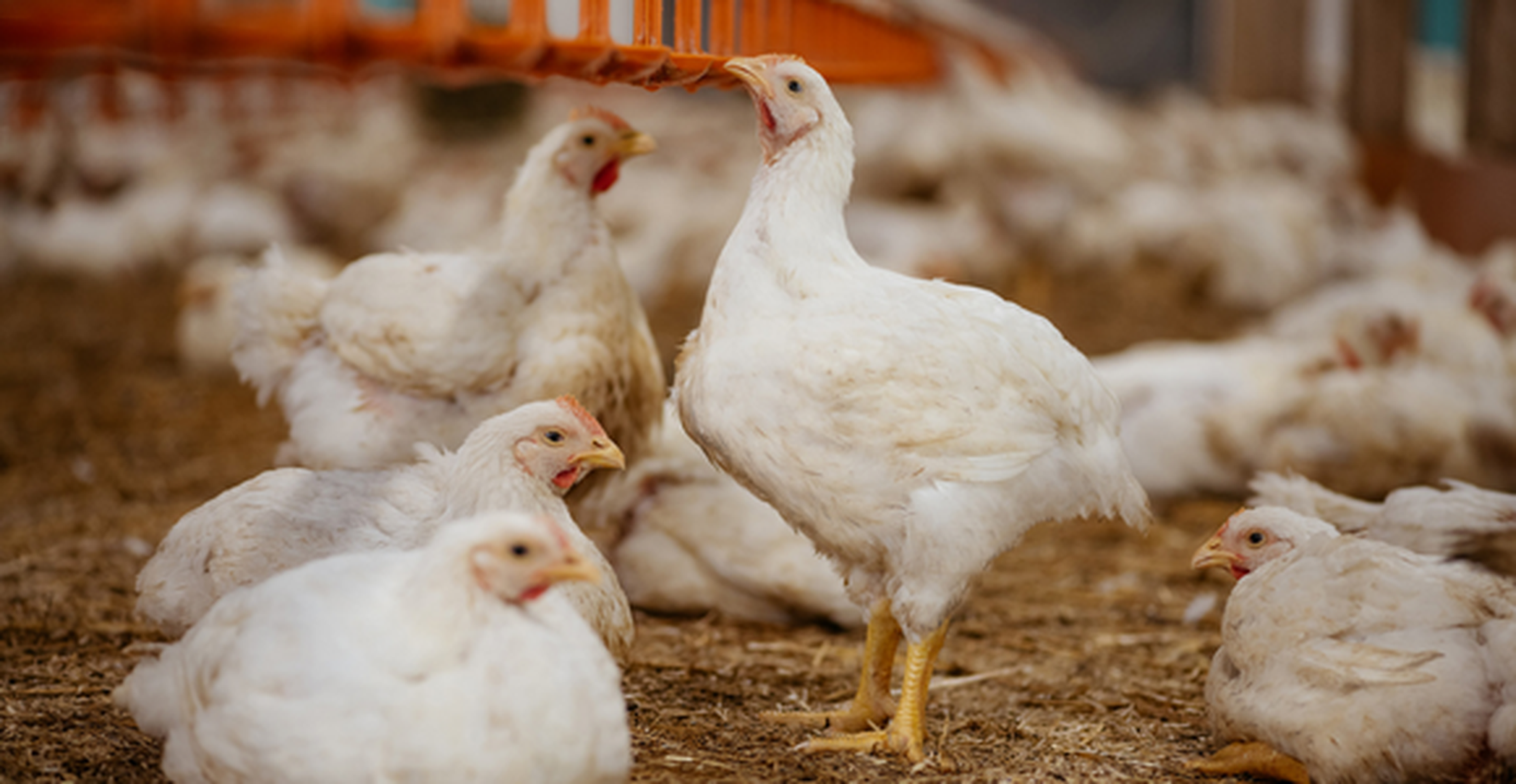 Beli piščanci v hlevu z veliko prostora za gibanje in z naravno svetlobo.