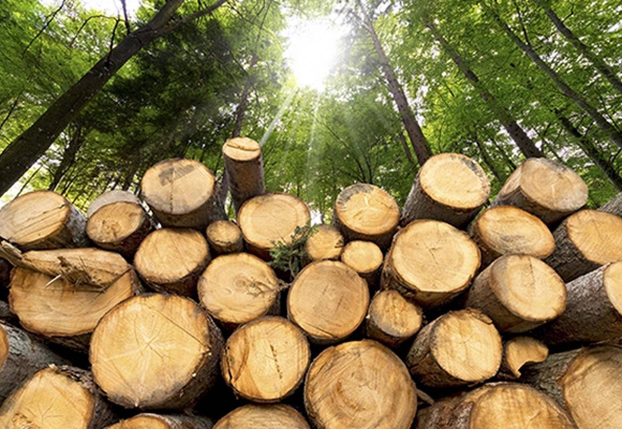 Linee guida per l’acquisto di legno
