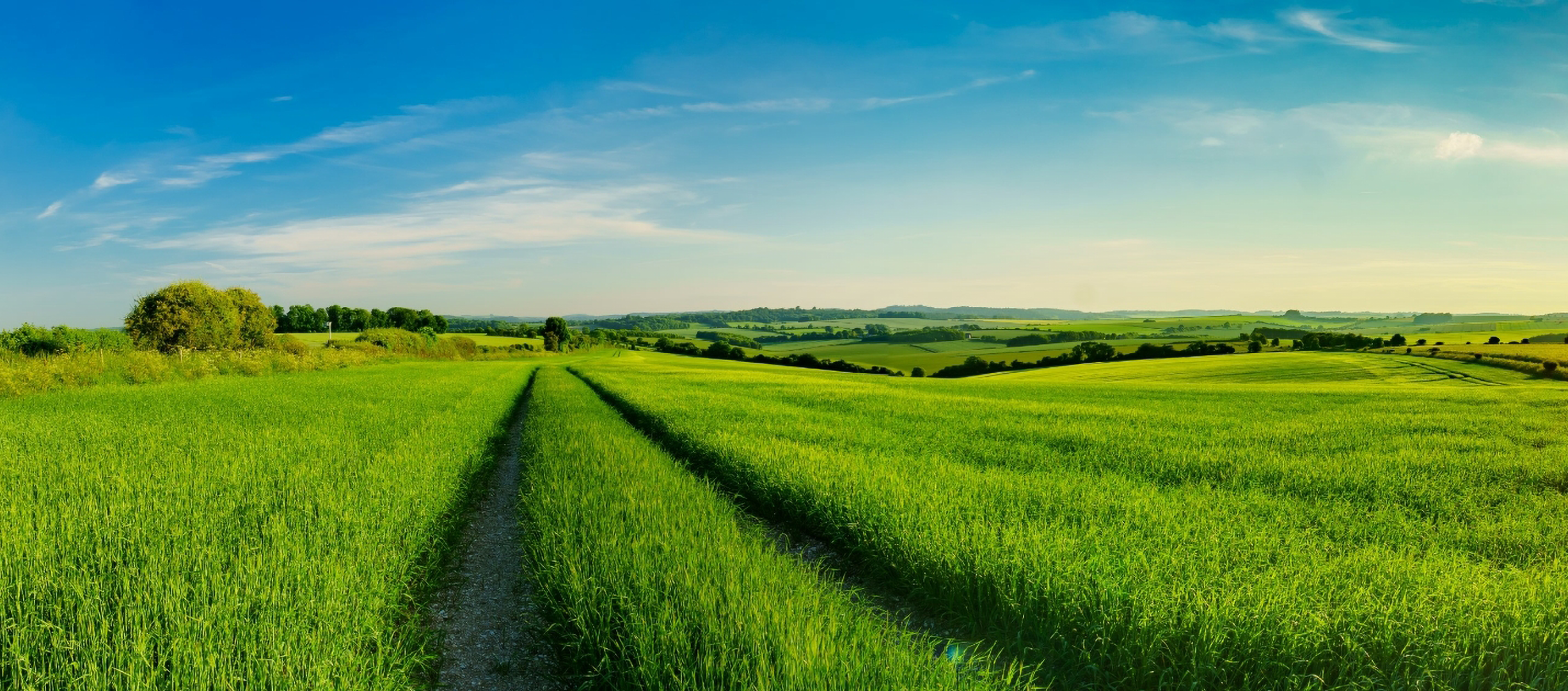 Ein grünes Feld, durch das zwei Traktorspuren verlaufen.