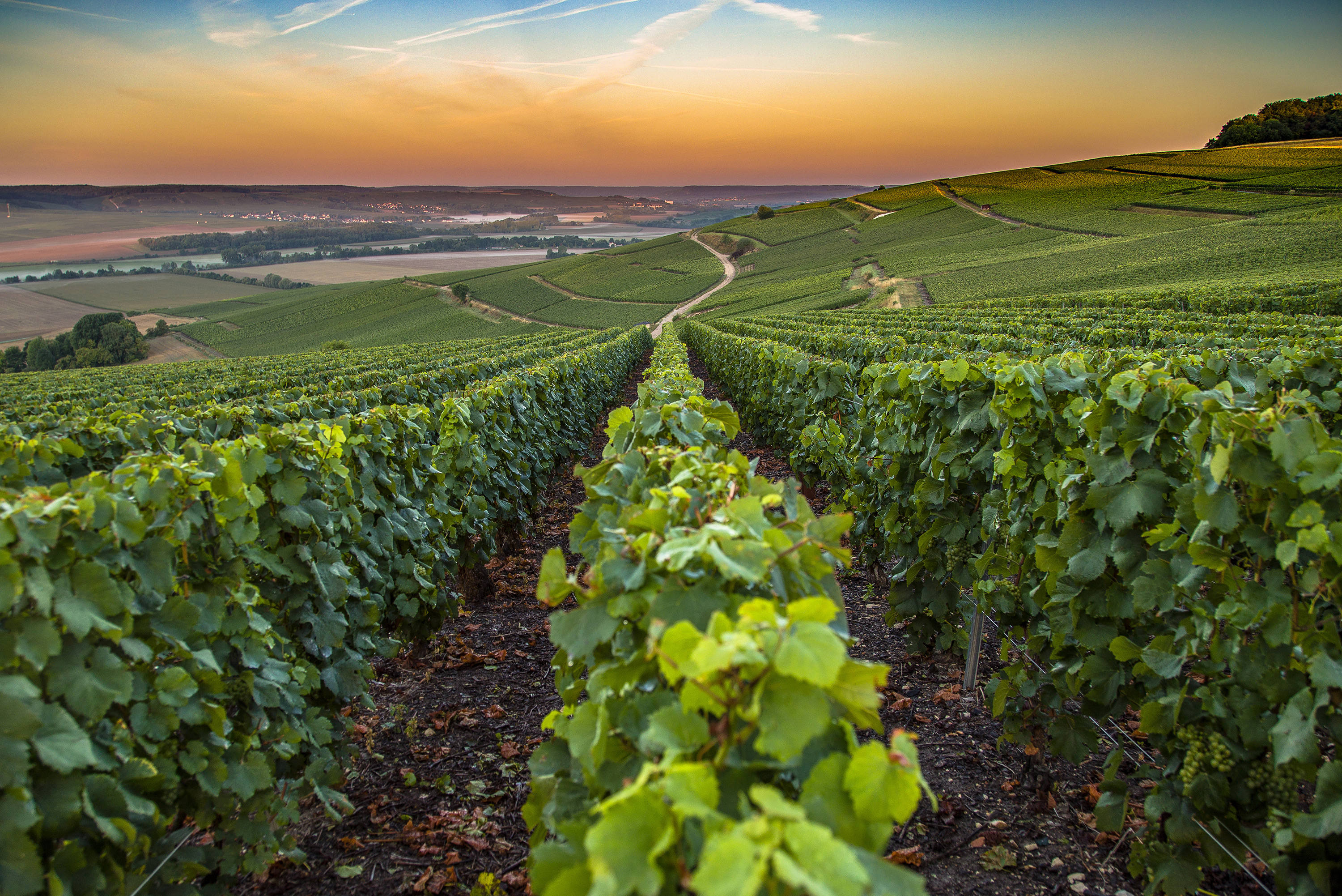 Clima, agricoltura e prodotti sostenibili - Oggi per Domani