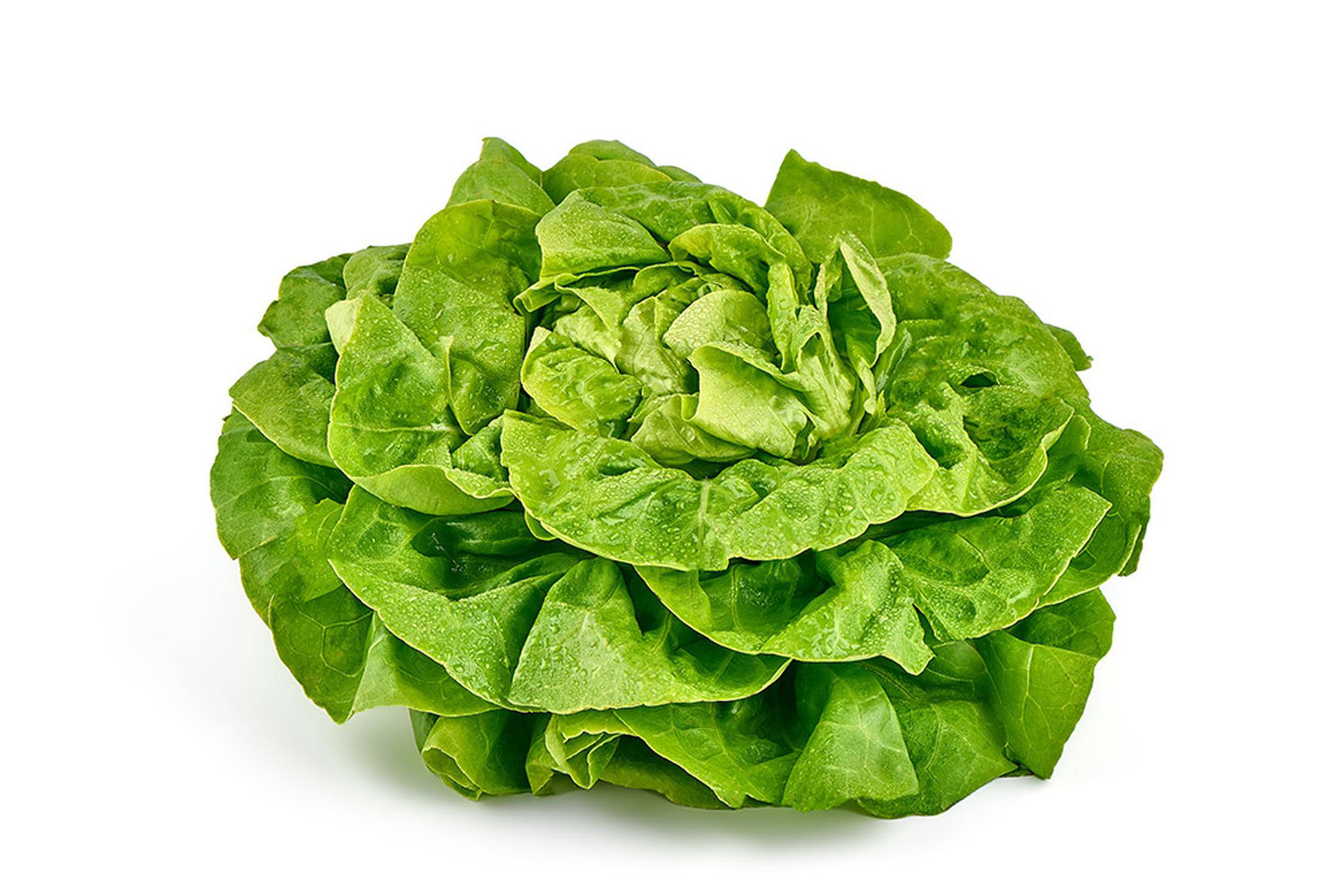 Lattuga