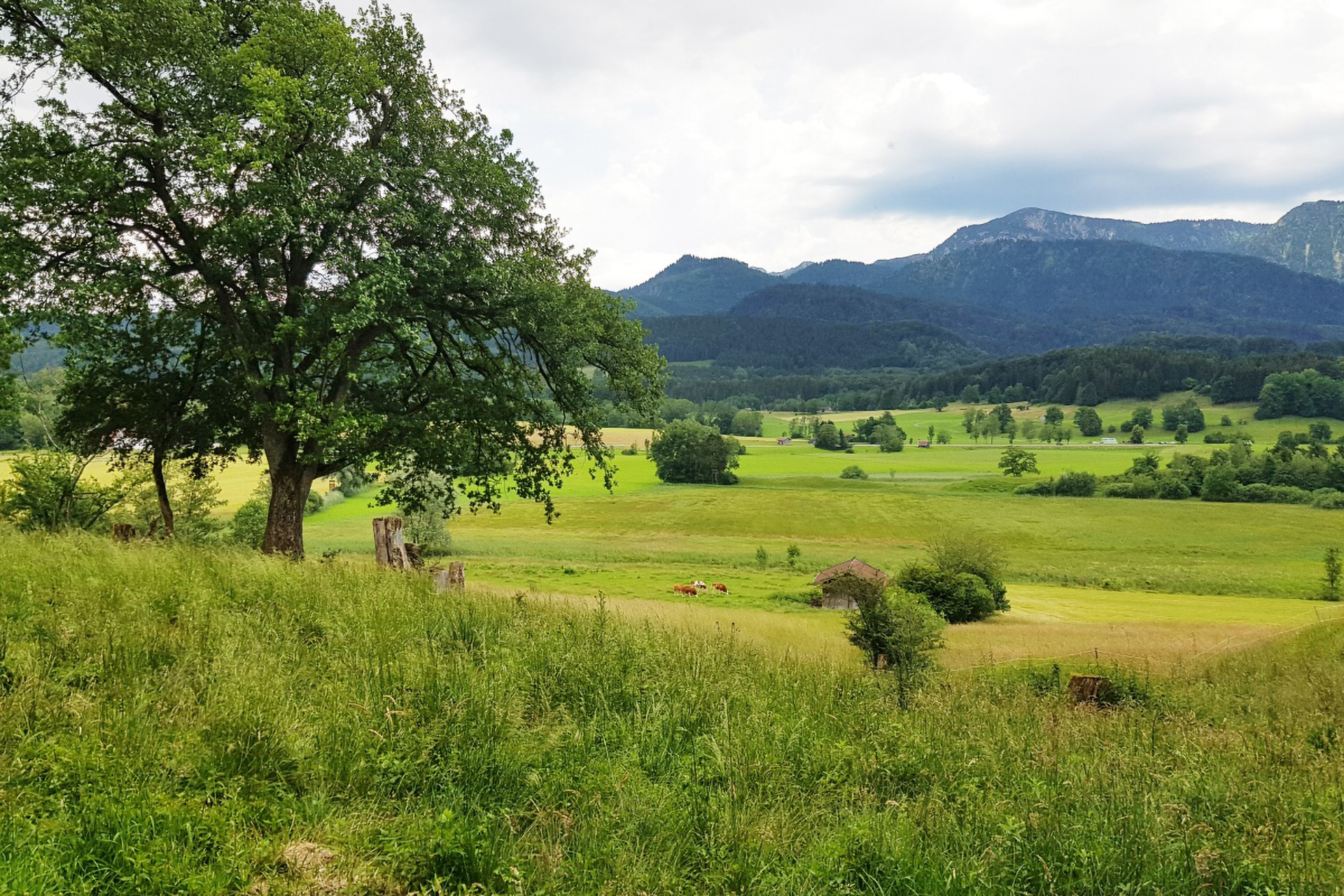 Grüne Wiesenlandschaft mit einem großen Baum im Vordergrund und Bergen im Hintergrund.