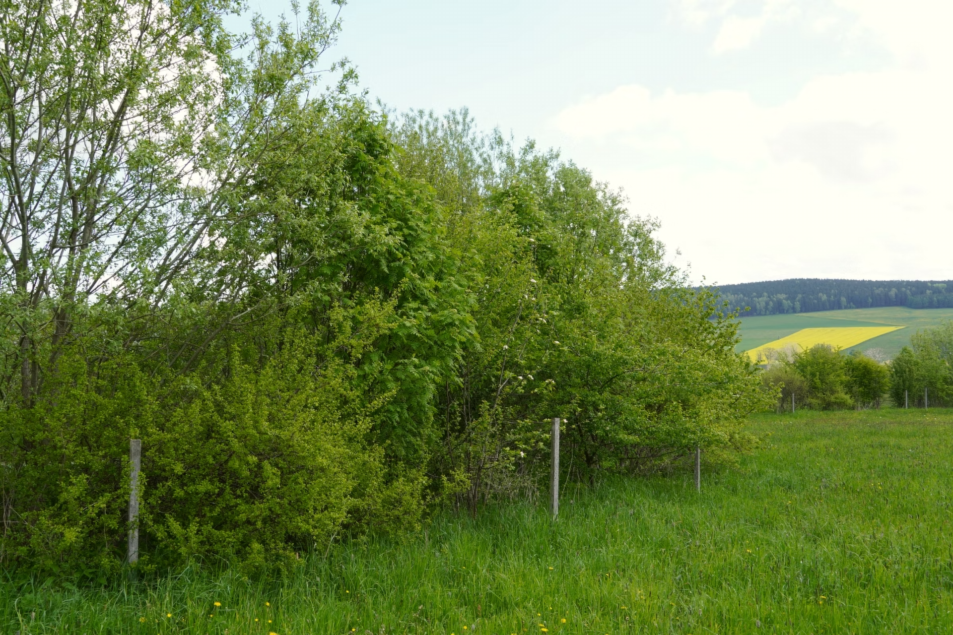 Grüne Hecke am Rande einer Wiese mit Blick auf Felder und Wald im Hintergrund.