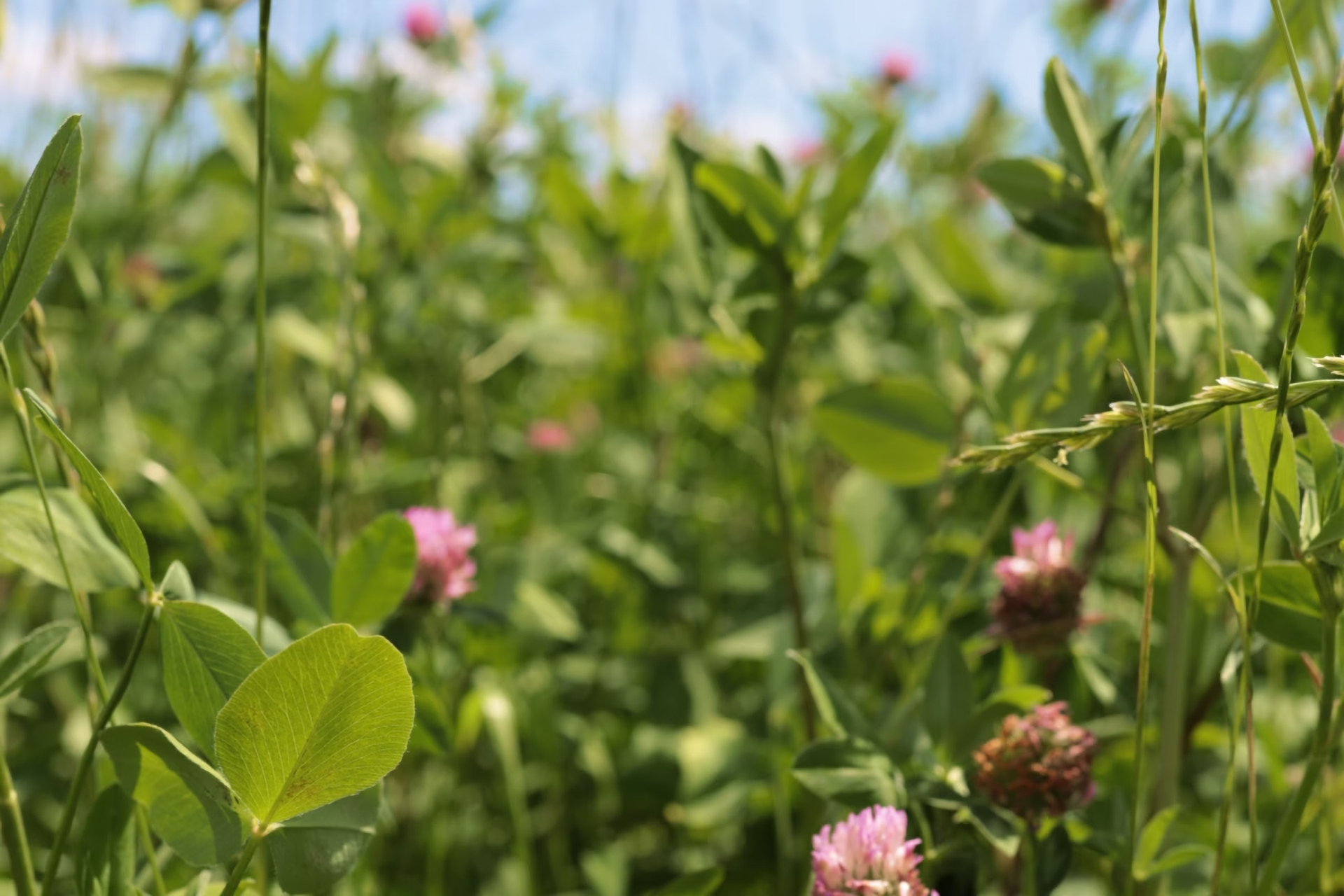 Nahaufnahme von Klee und Gräsern mit rosa Blüten auf einer Wiese im Sonnenschein.