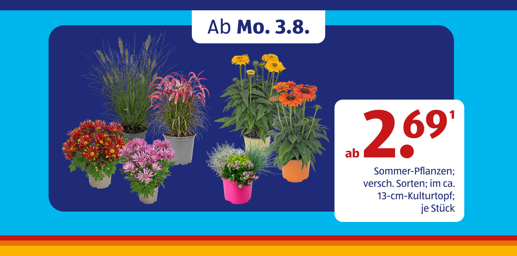 Bunte Topfpflanzen auf blauem Hintergrund.