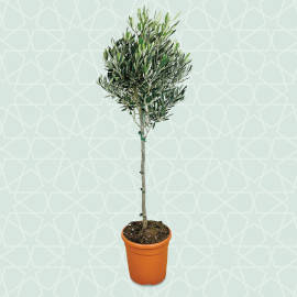 Olive Tree Image