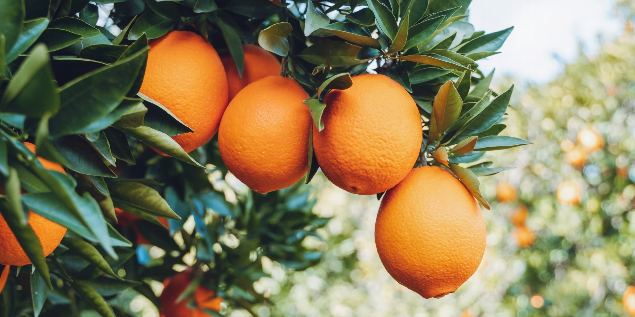 Reife Orangen hängen an einem Orangenbaum.