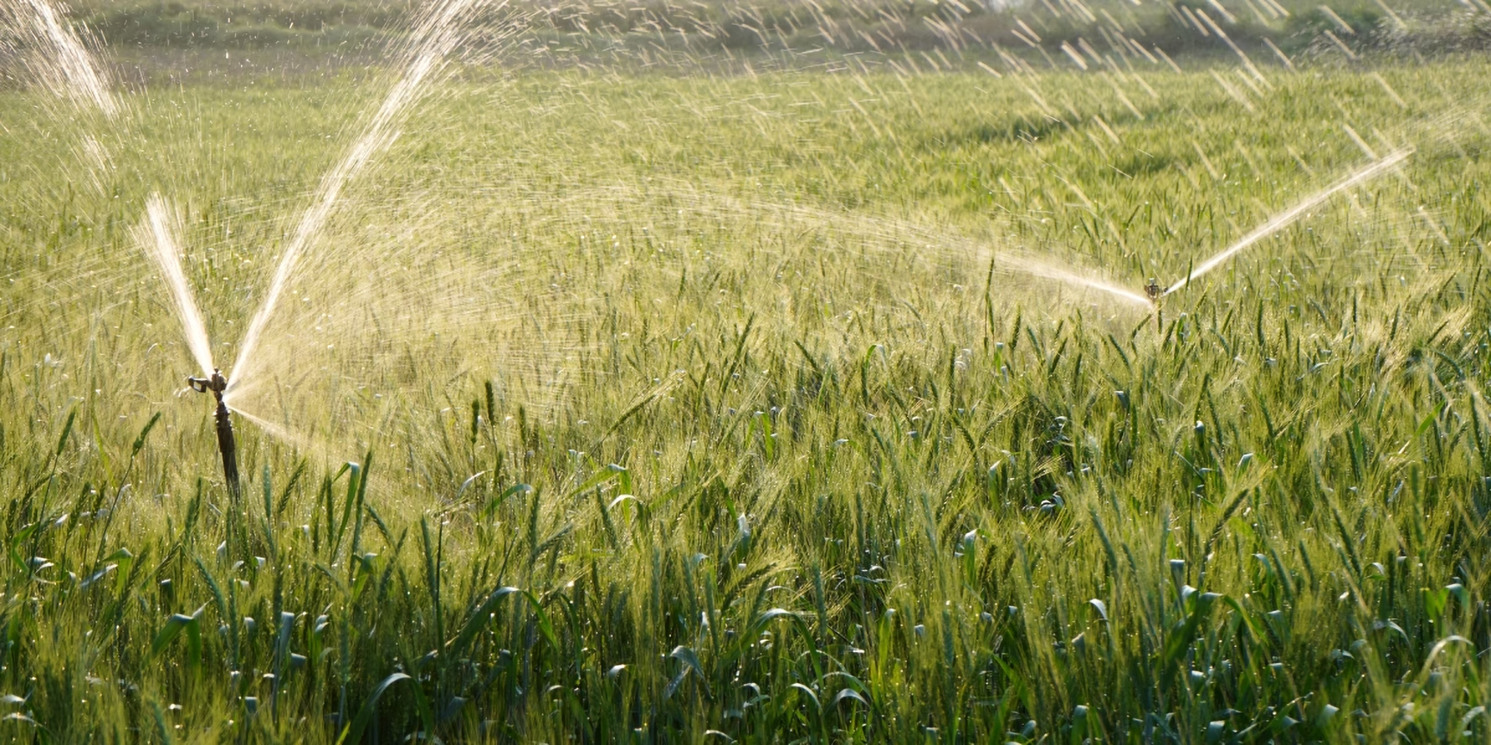 Wassersprenger im Weizenfeld.