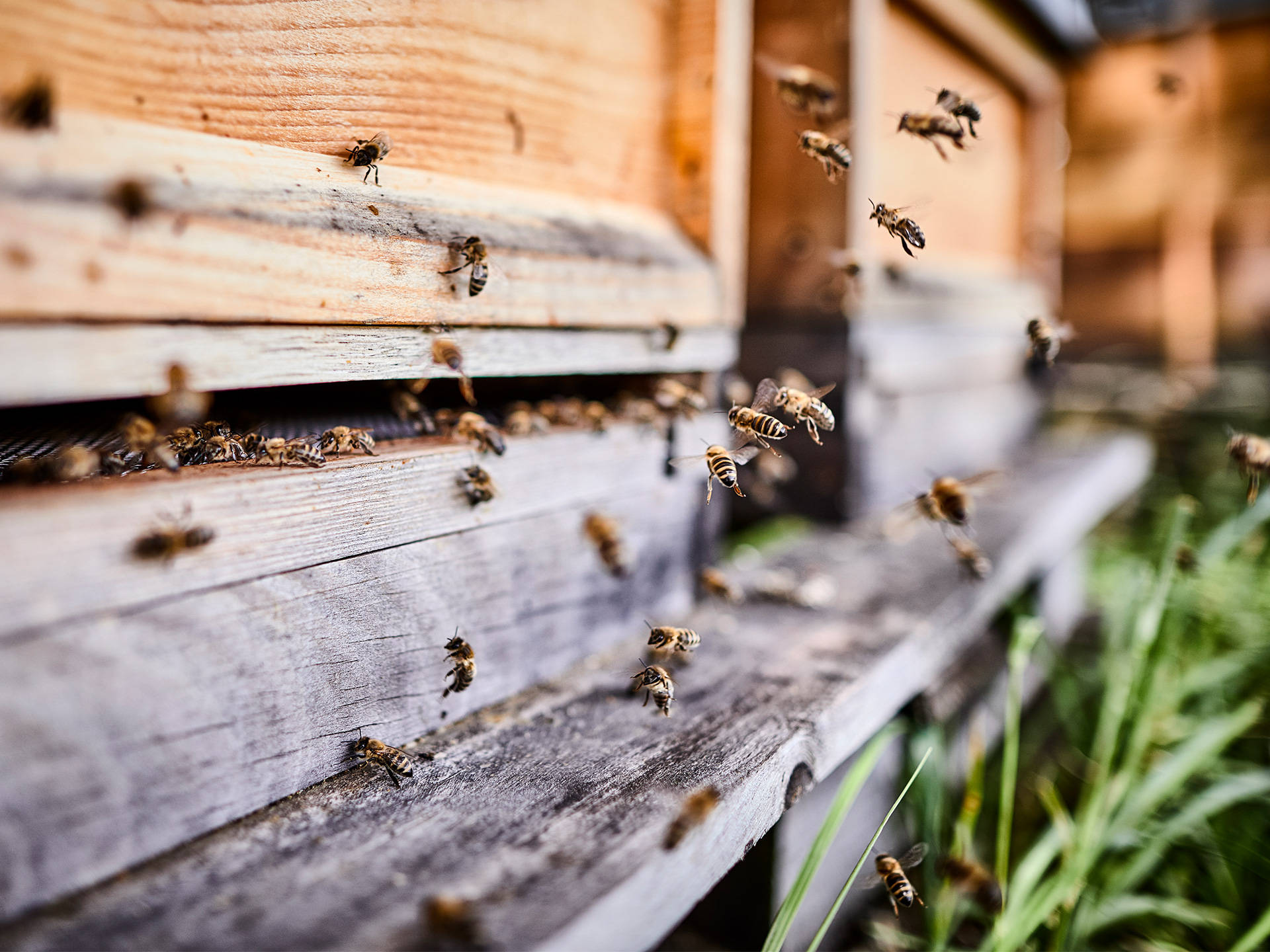 Nahaufnahme von fliegenden Bienen vor einem Bienenstock.