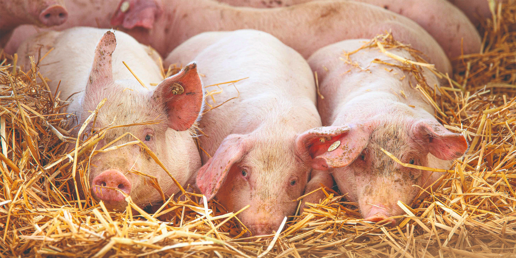 Schweine die nebeneinander im Stroh liegen.