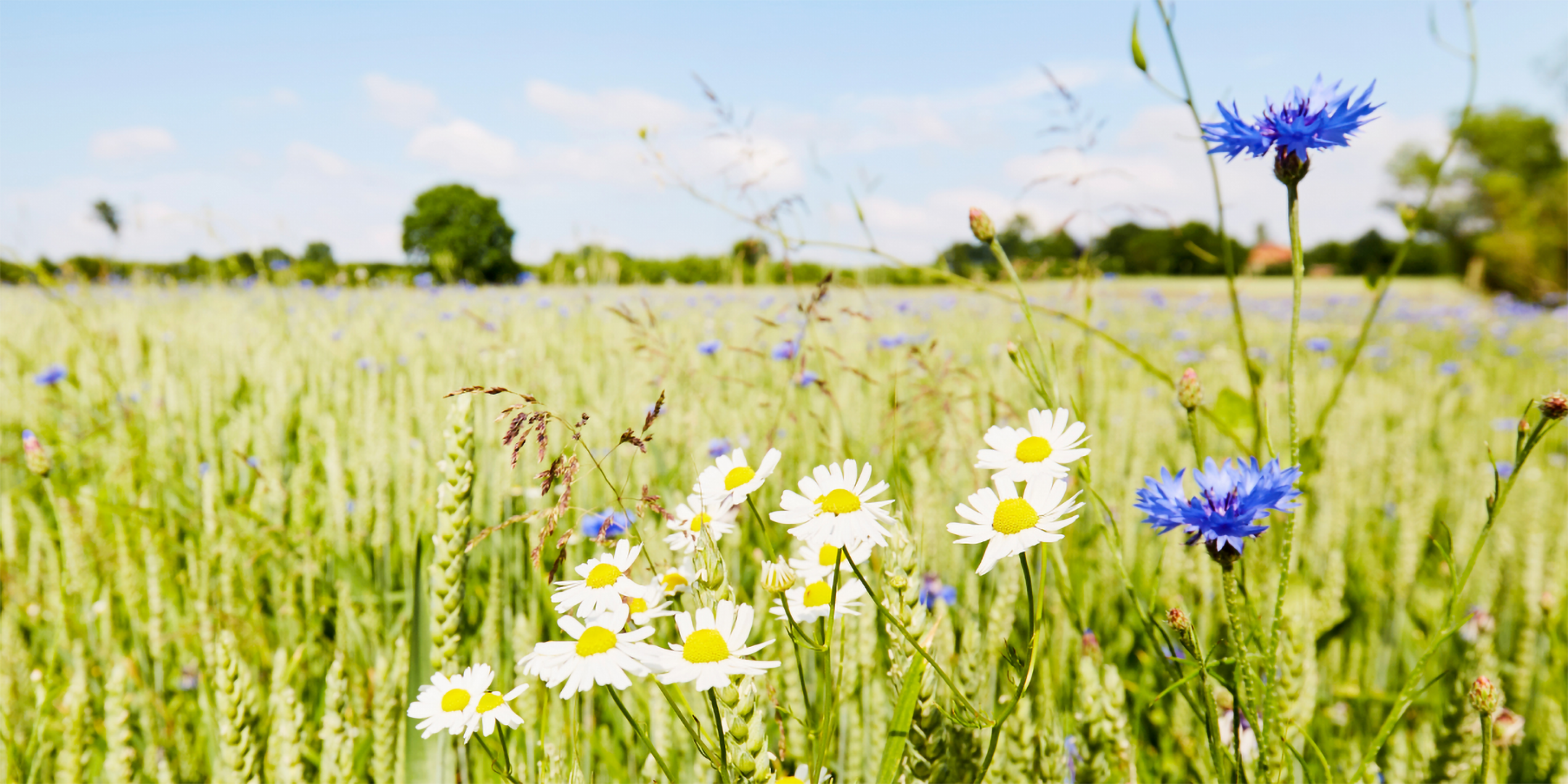 Blühstreifen für mehr Biodiversität.