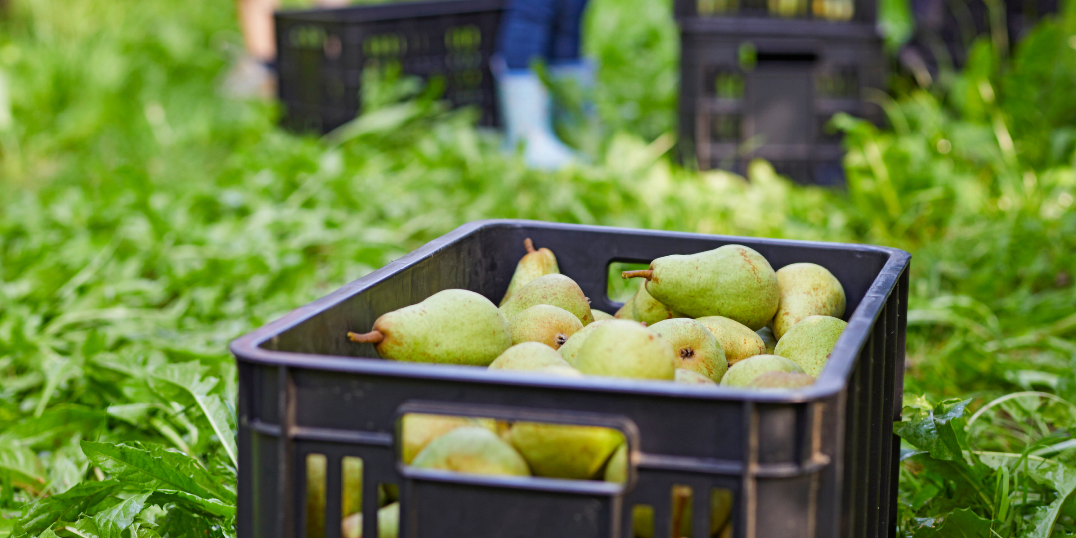 Kiste mit Birnen bei Ernte.