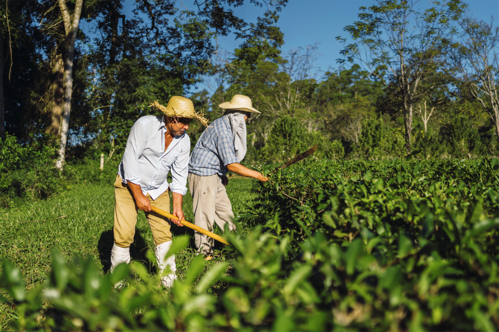 Zwei Bauern mit Strohhüten arbeiten mit Hacken auf einem grünen Feld. Wald im Hintergrund, sonniger Tag.