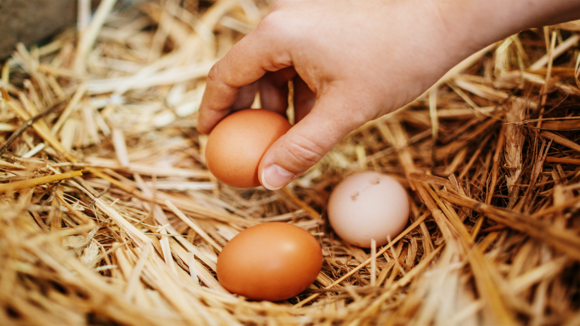 Eine Hand greift nach frisch gelegten Eiern im Heu.