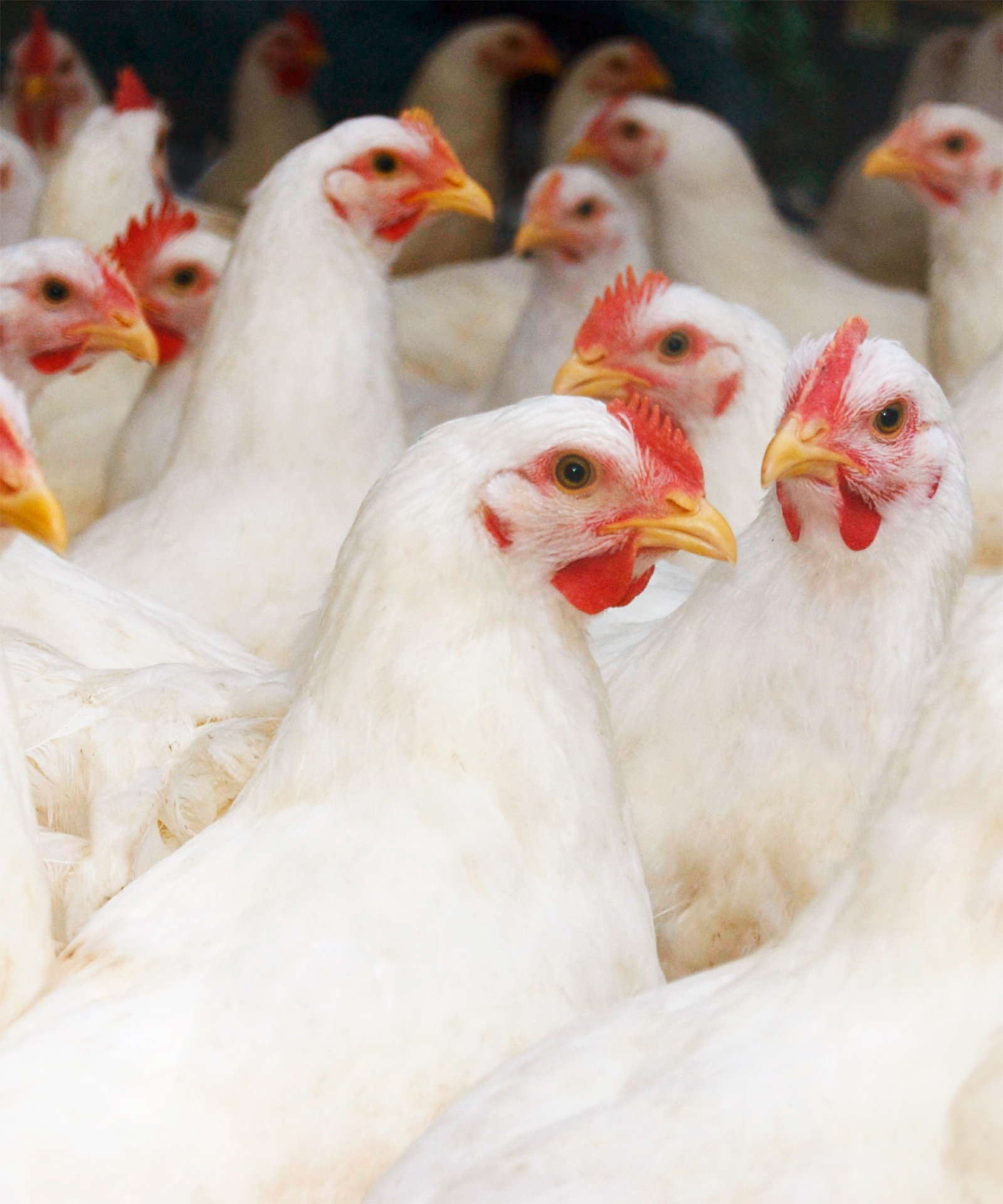 Hühner stehen in einem Stall der Haltungsform 1.
